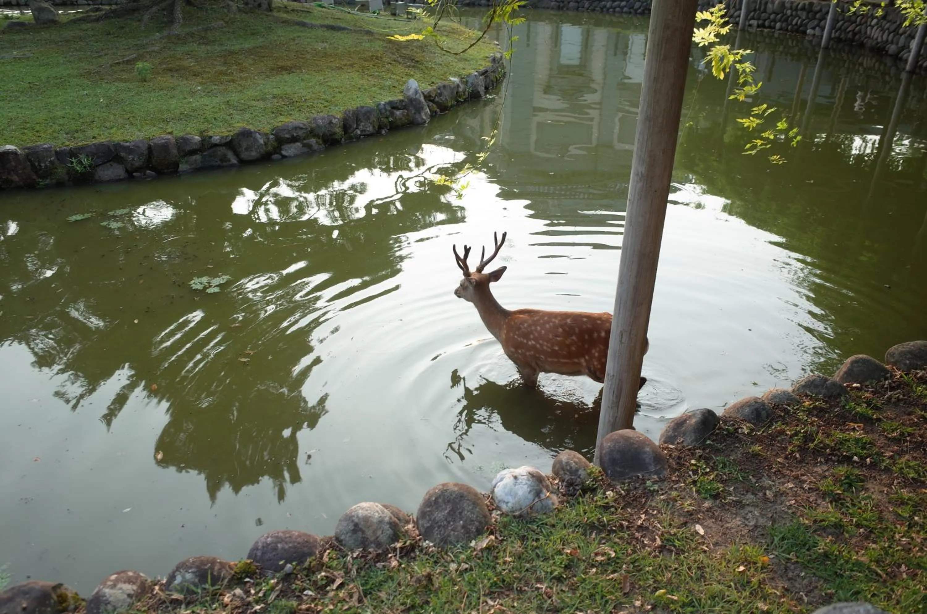 Nearby landmark in bnbplus Sarasa Nara