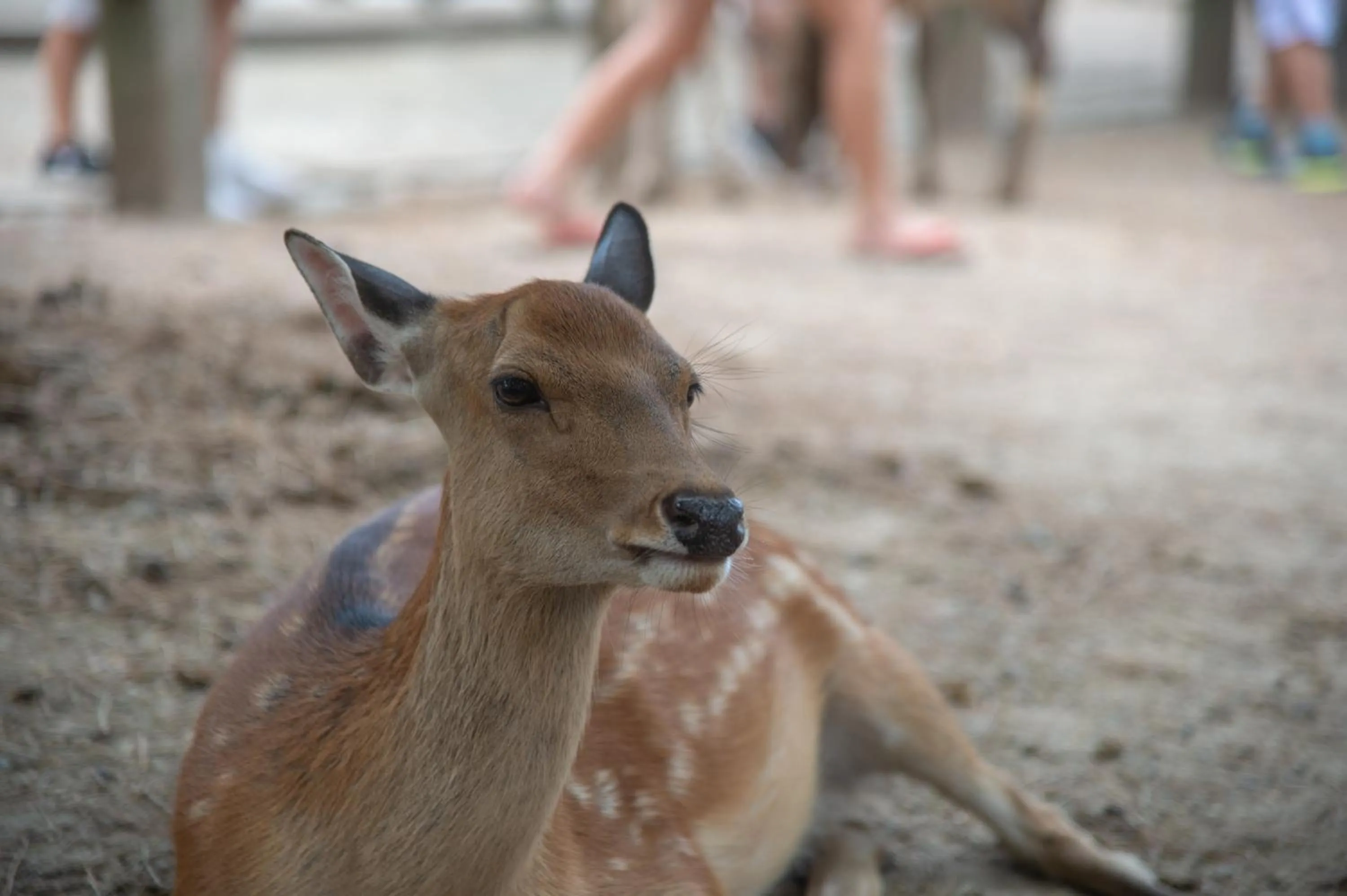Animals in bnbplus Sarasa Nara