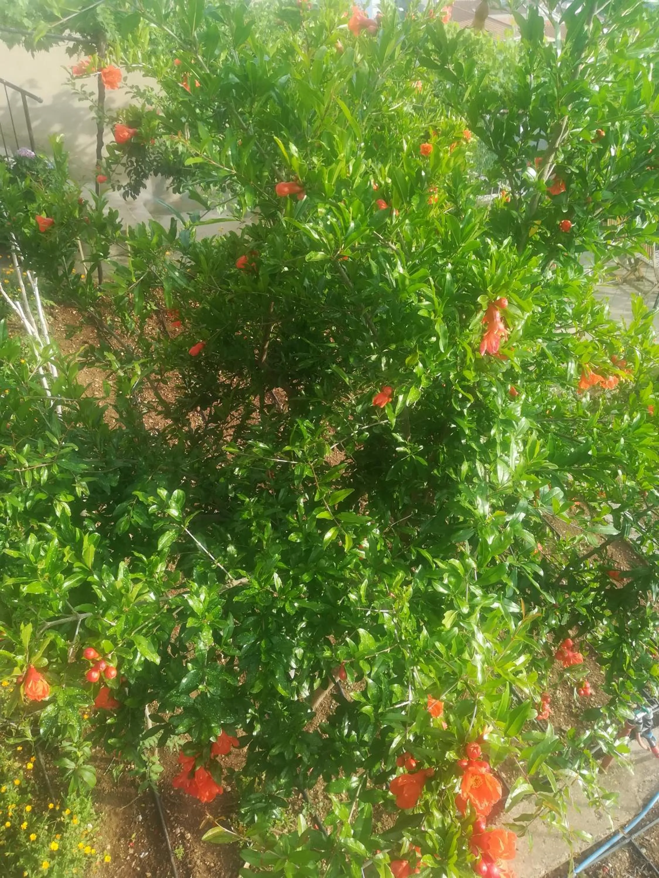Garden in Apartman Betty