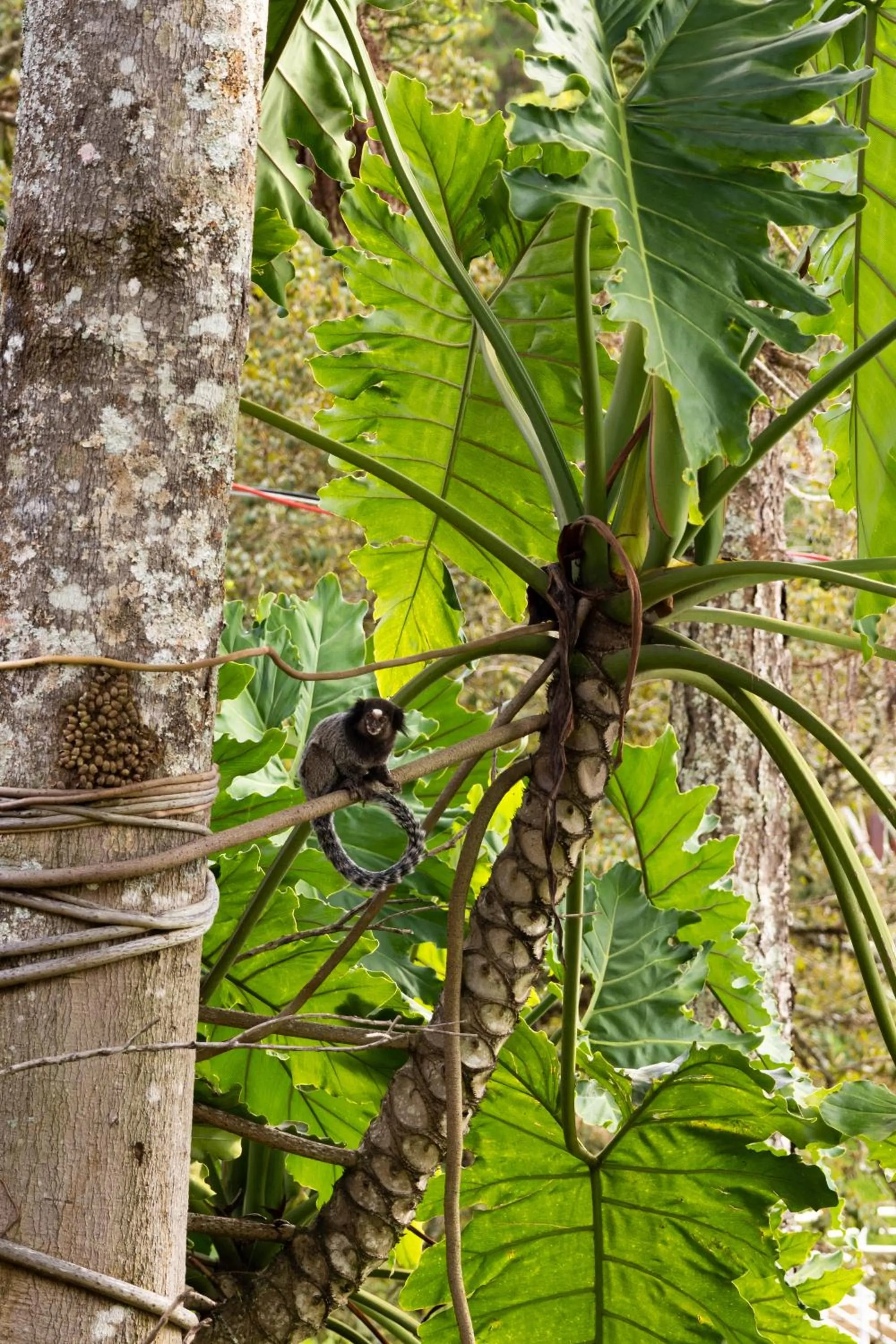 Spring in Hotel Green Hill