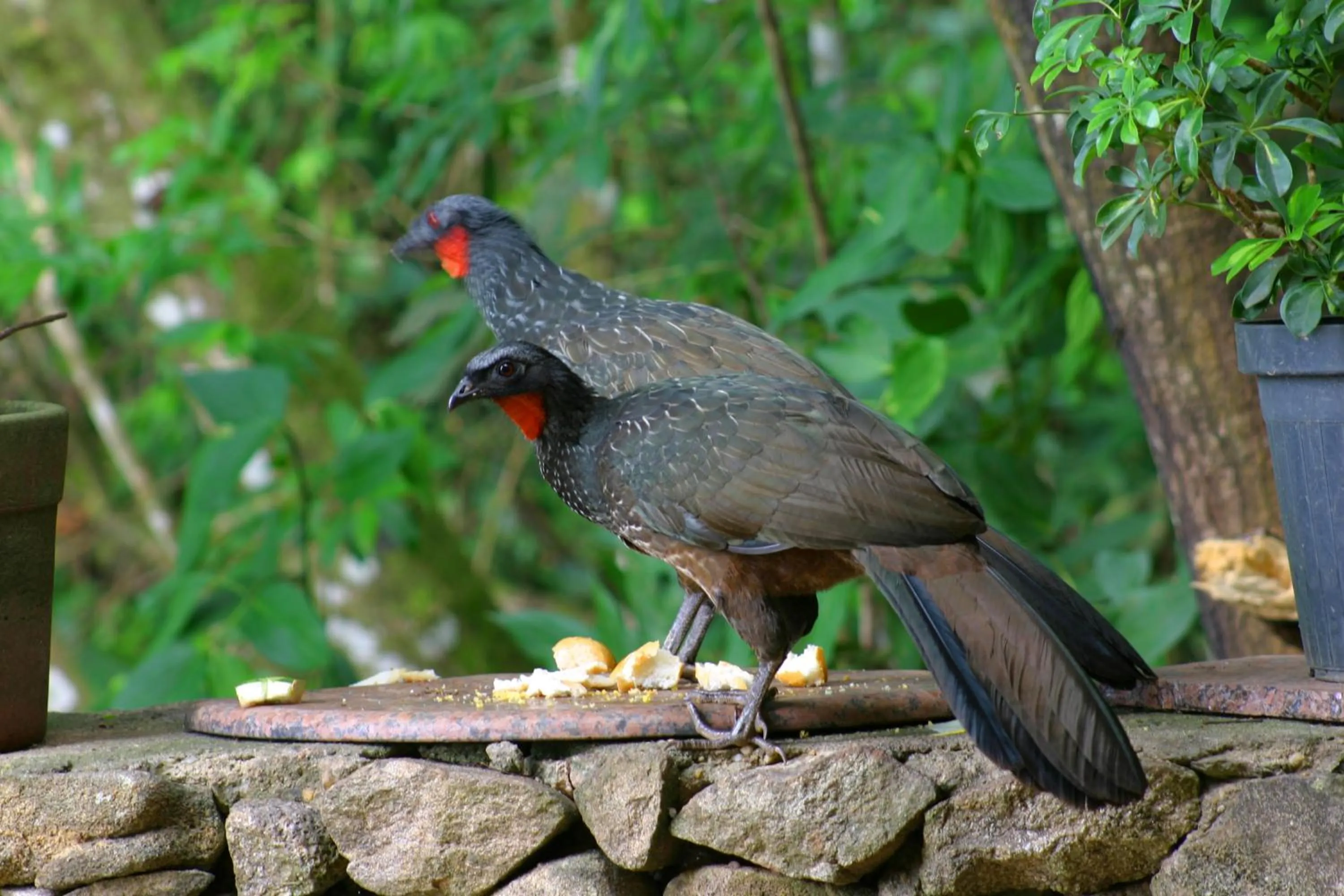 Day in Pousada Candonga da Serra