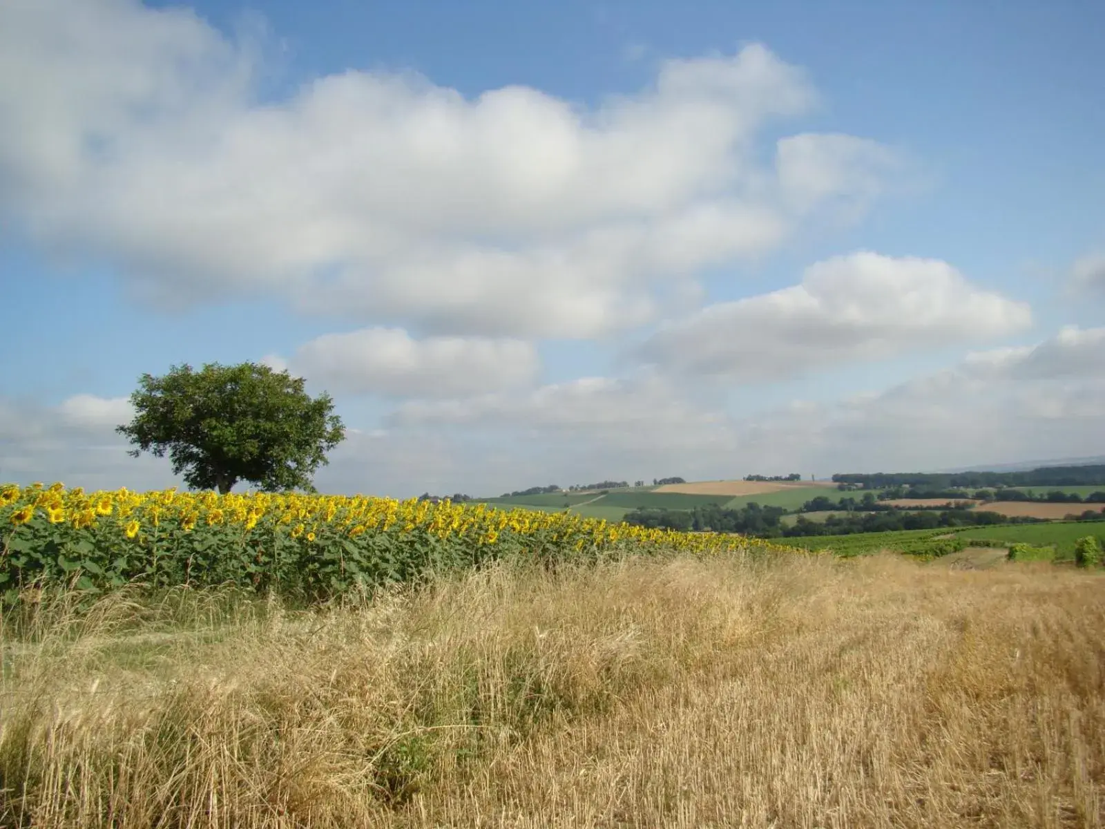Villa Des Marronniers Villa Des Marronniers