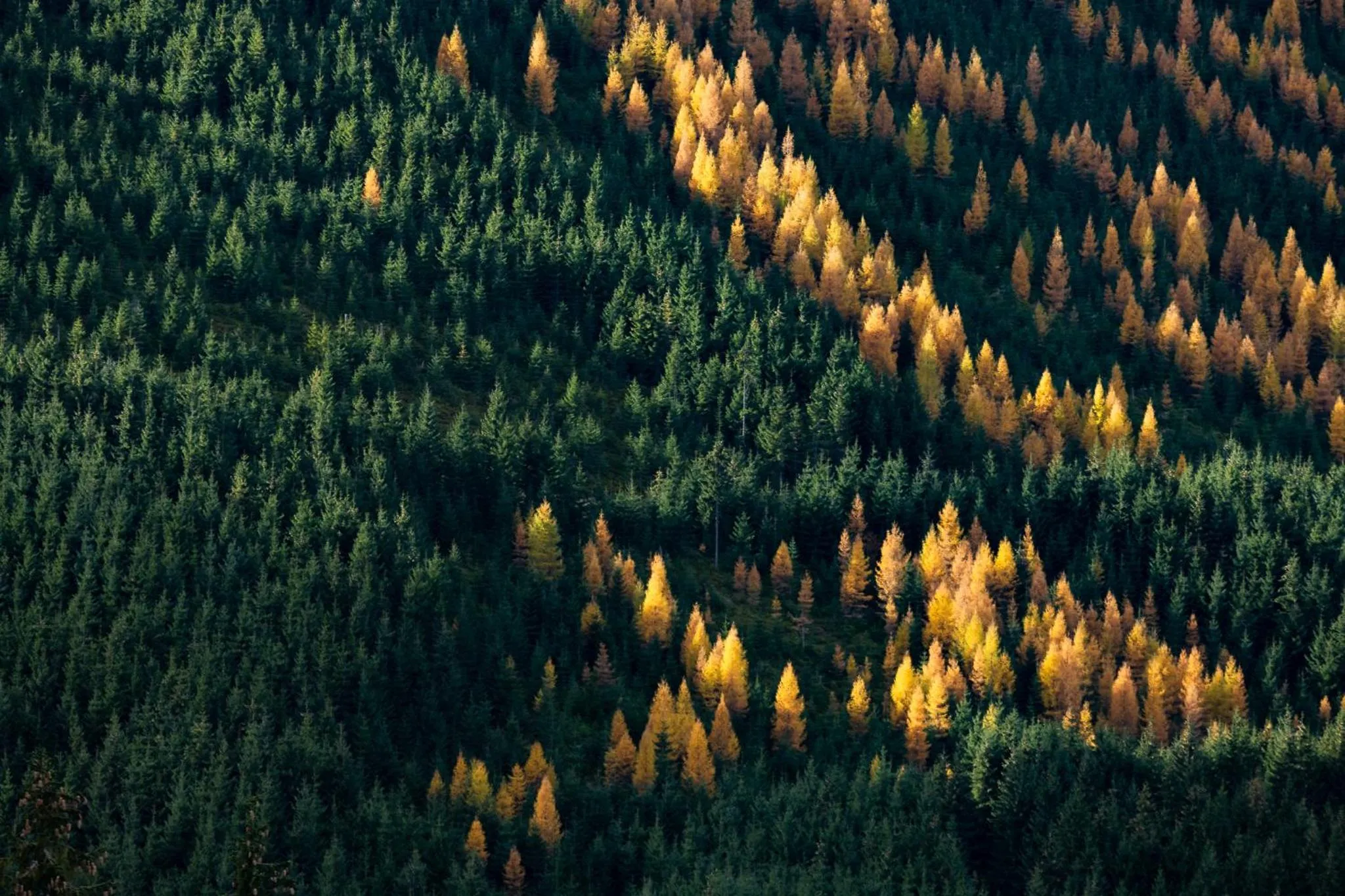 Natural landscape in Hotel Jasná