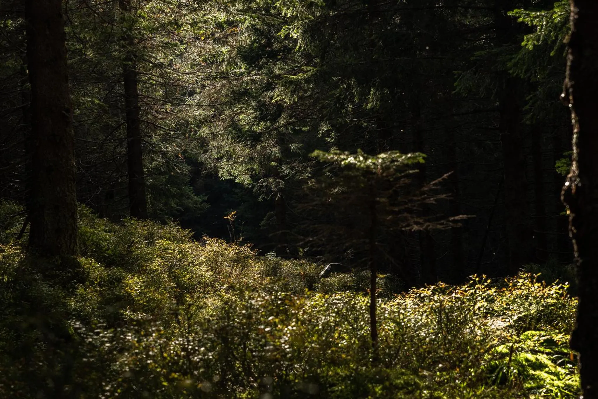 Natural landscape in Hotel Jasná