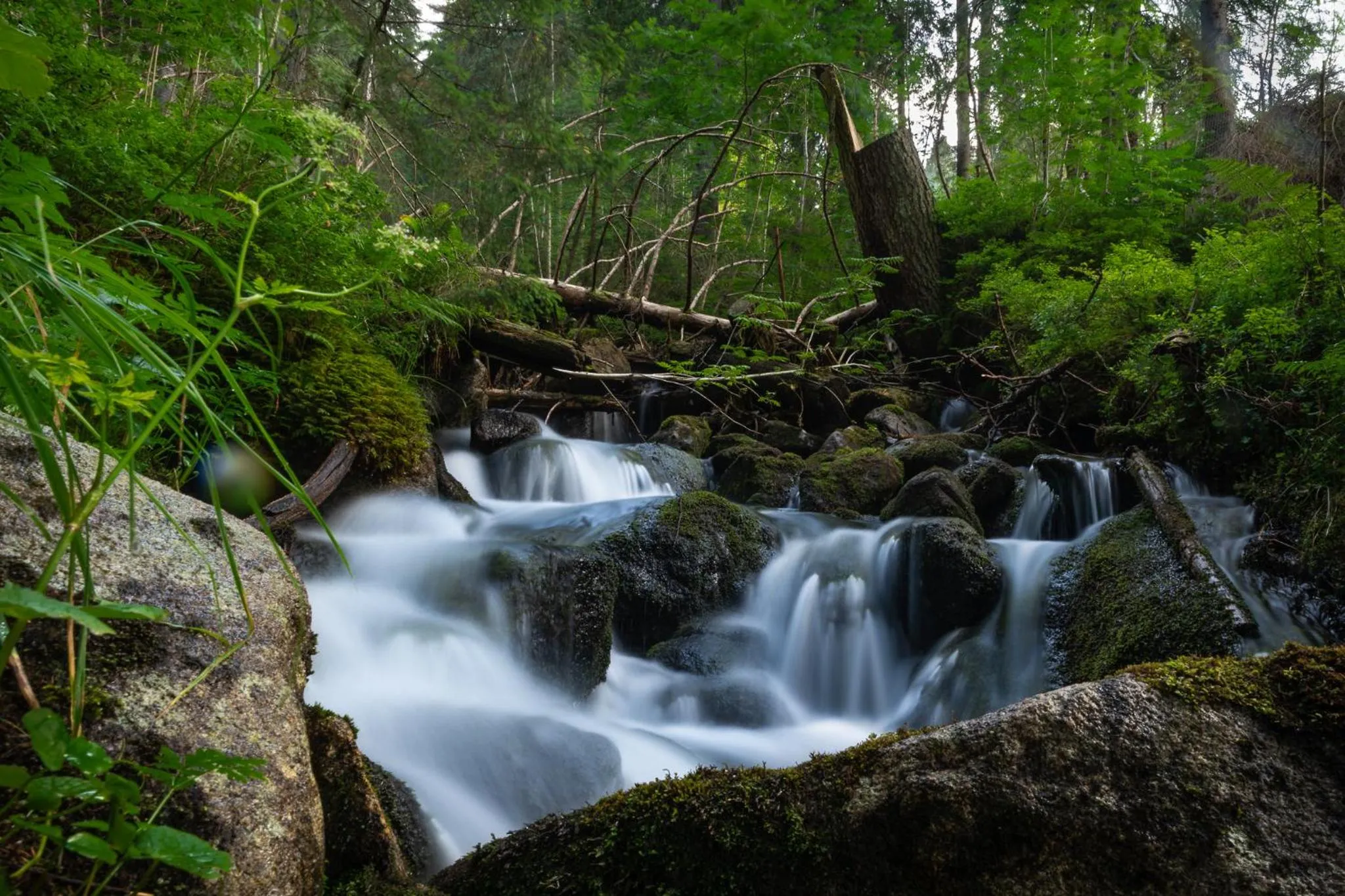 Natural landscape in Hotel Jasná