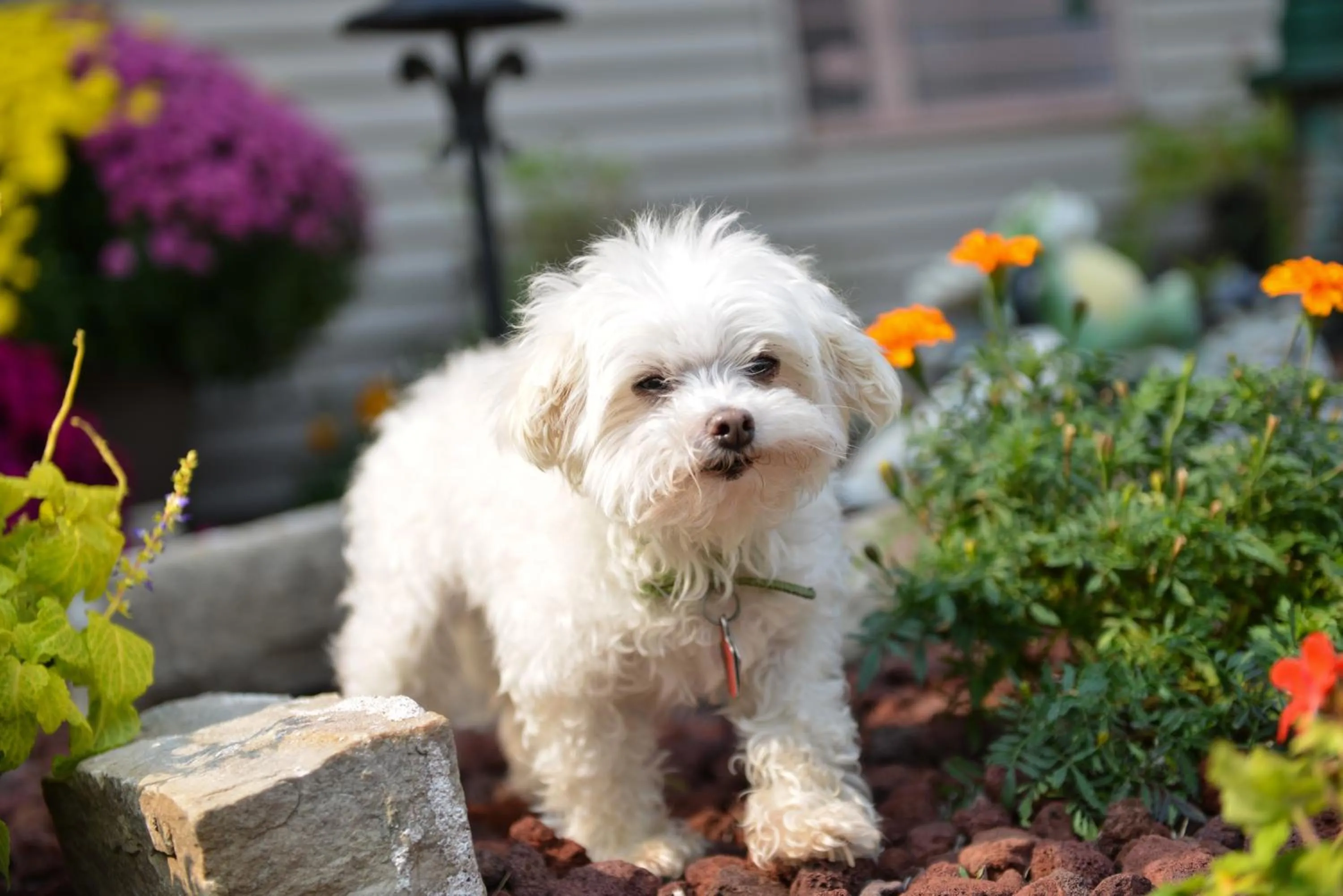 Pets in America's Best Value Inn La Crosse