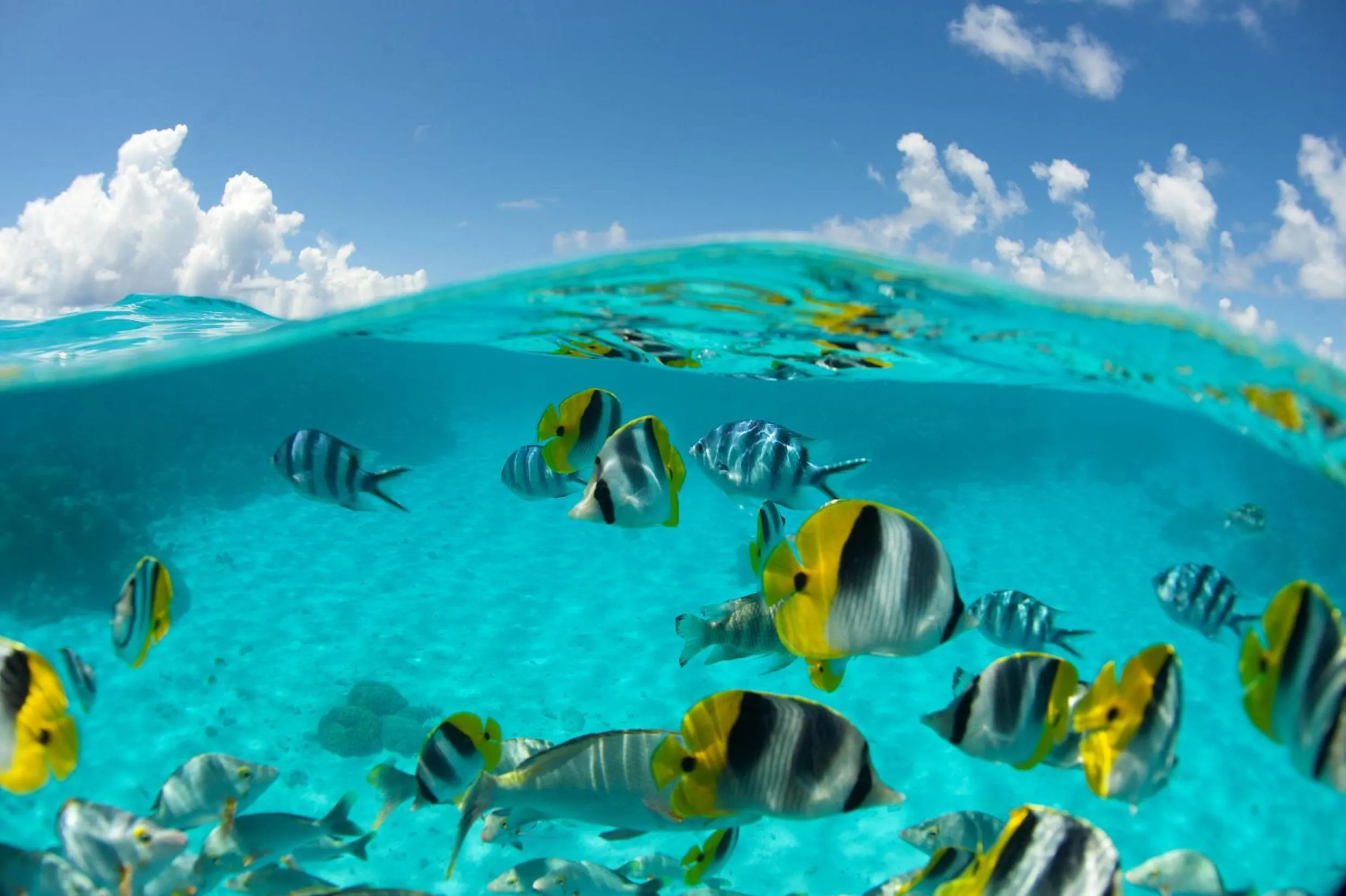 Animals in Maitai Rangiroa