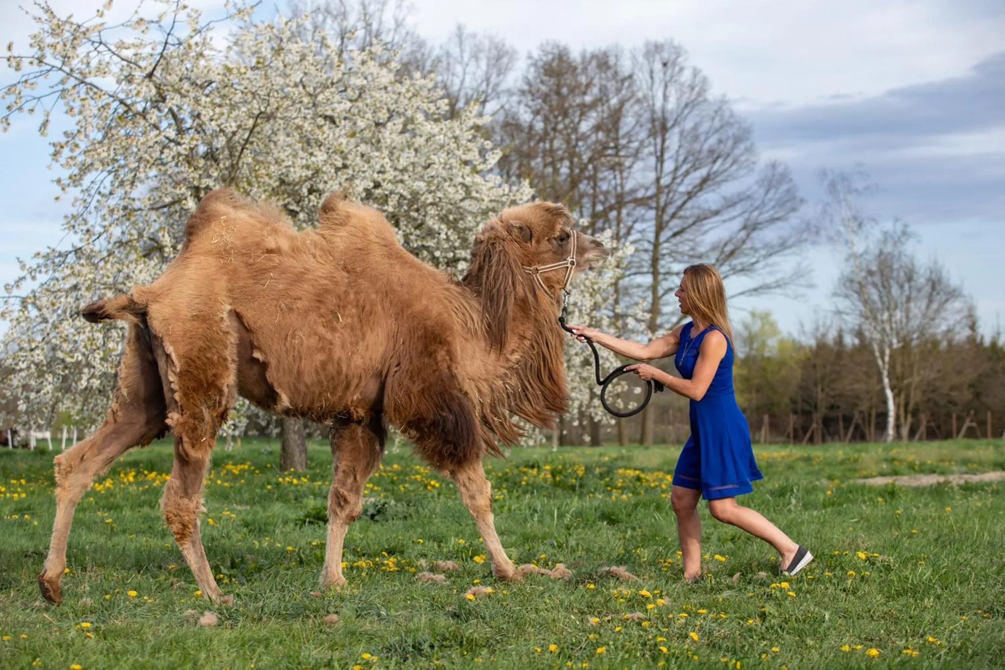 Residence Safari Resort - Chateau