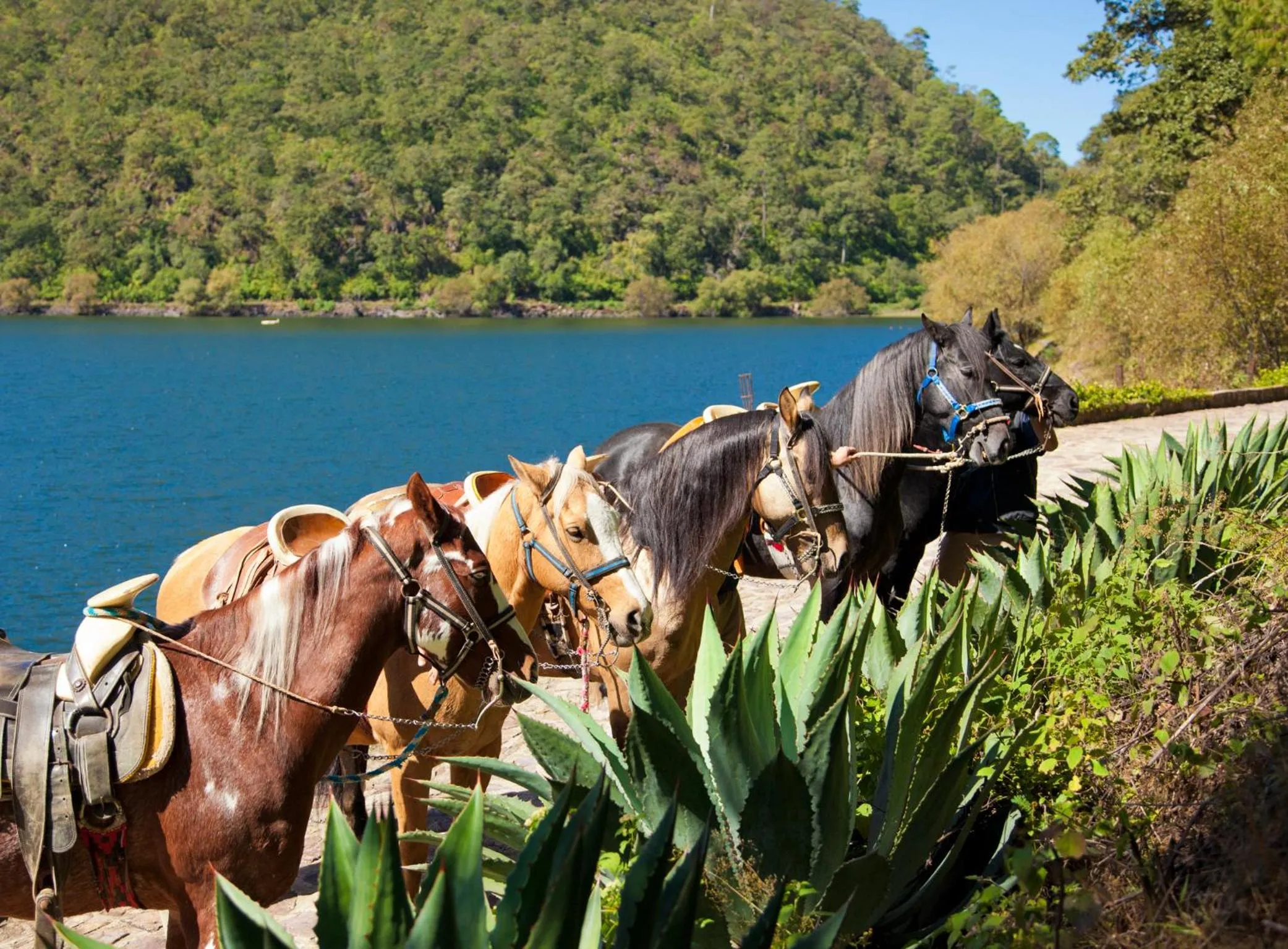 Horse-riding in Sierra Lago