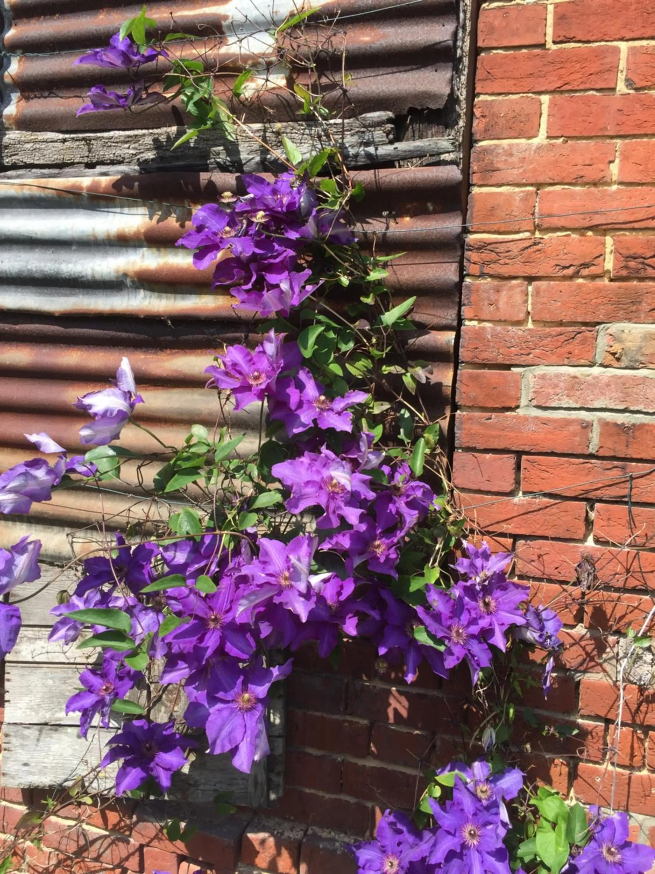 Garden in Barons Granary