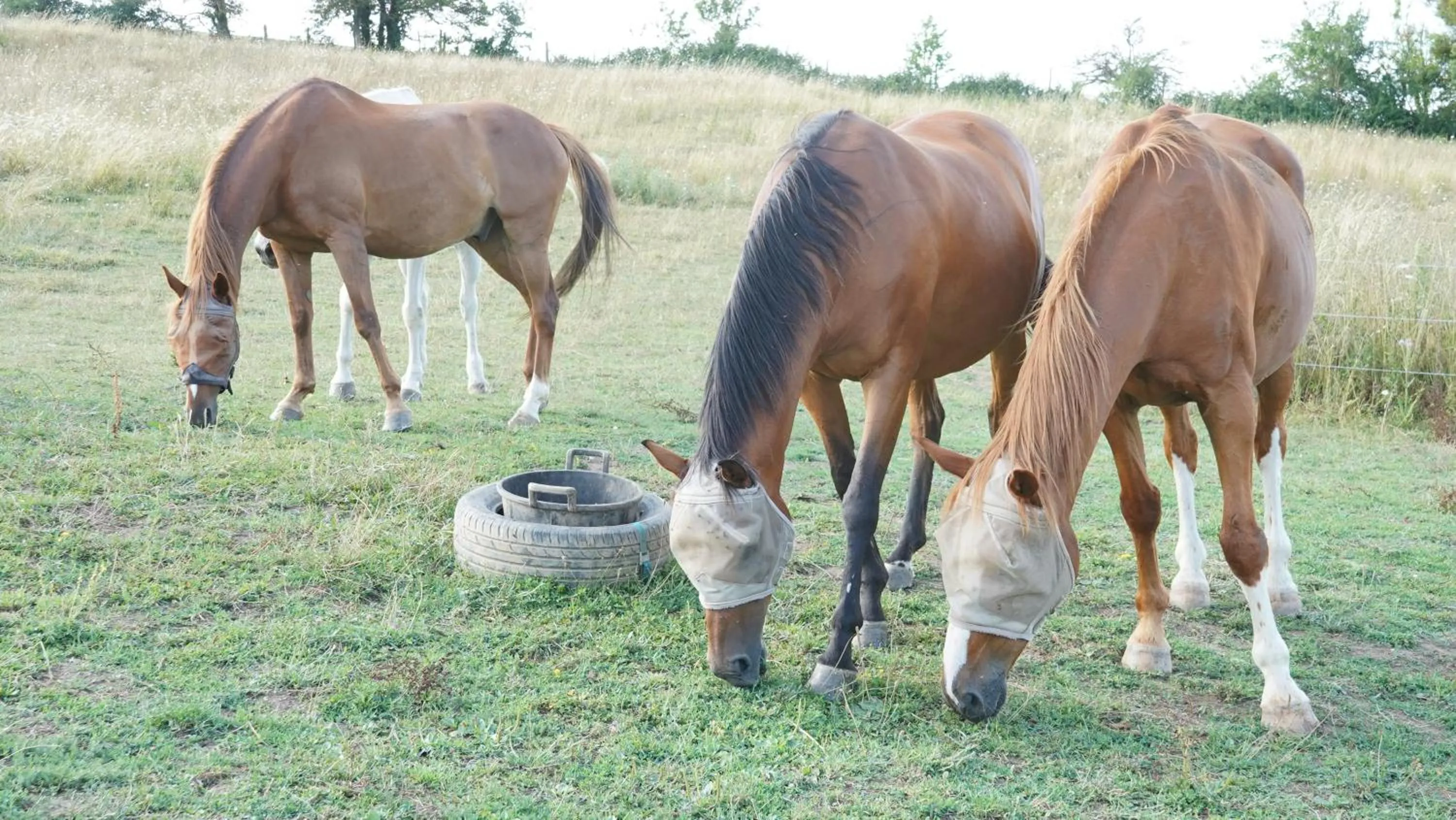 Animals in Domaine Les Bertrands
