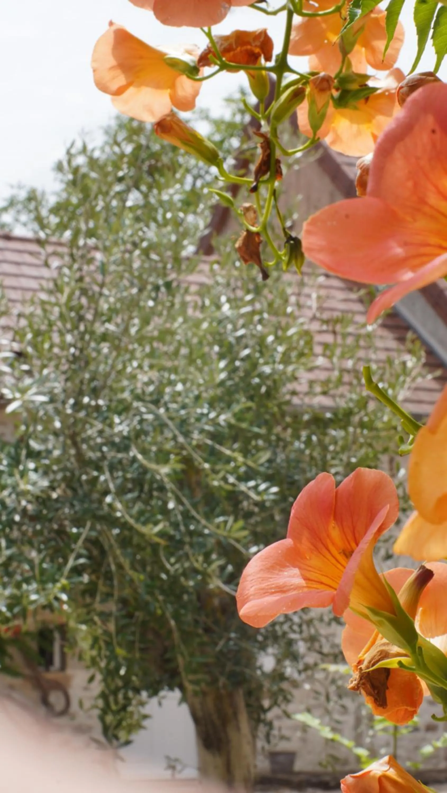 Day in Domaine Les Bertrands