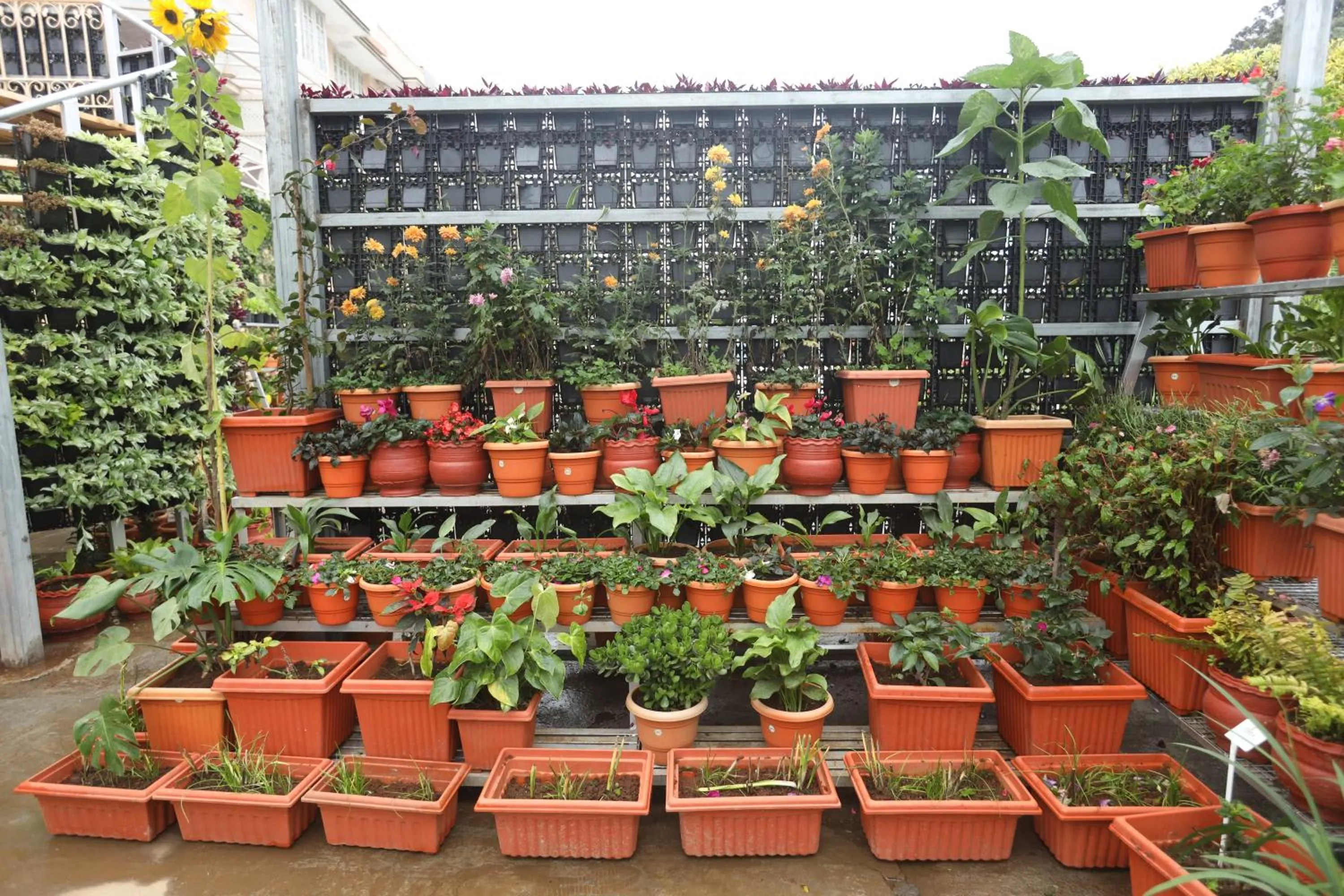 Garden in Delightz Inn