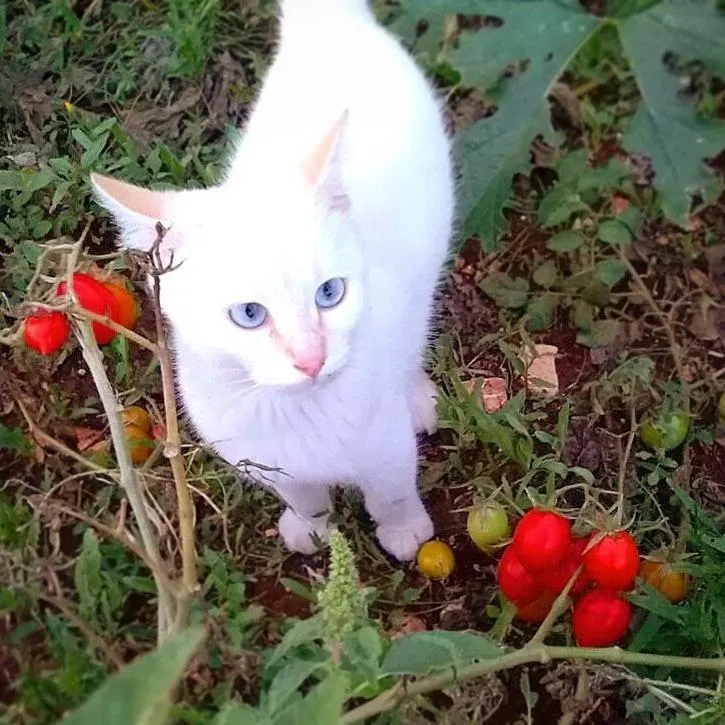 Food in Trulli Panoramici
