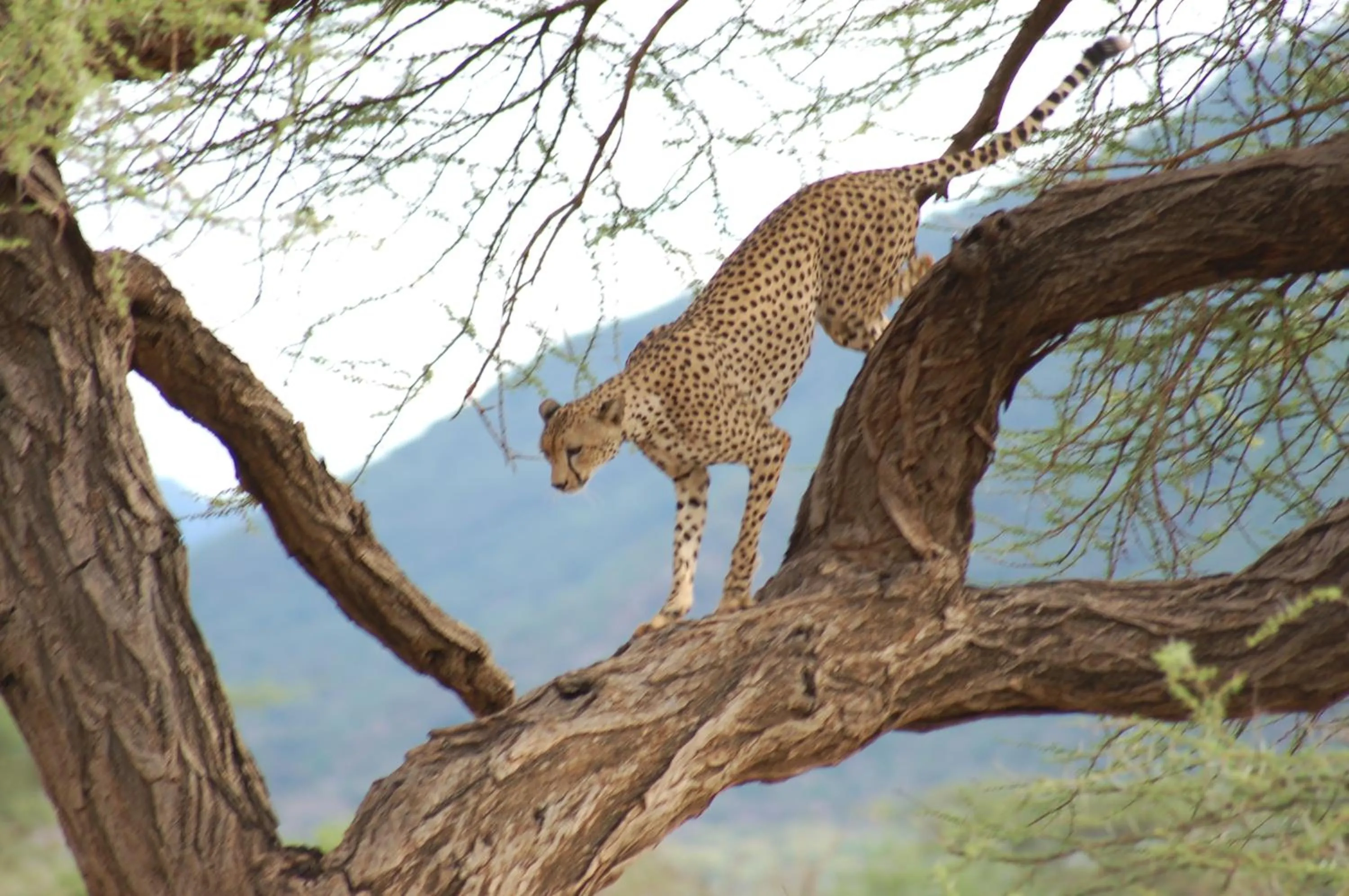 Animals in Samburu Intrepids Tented Camp