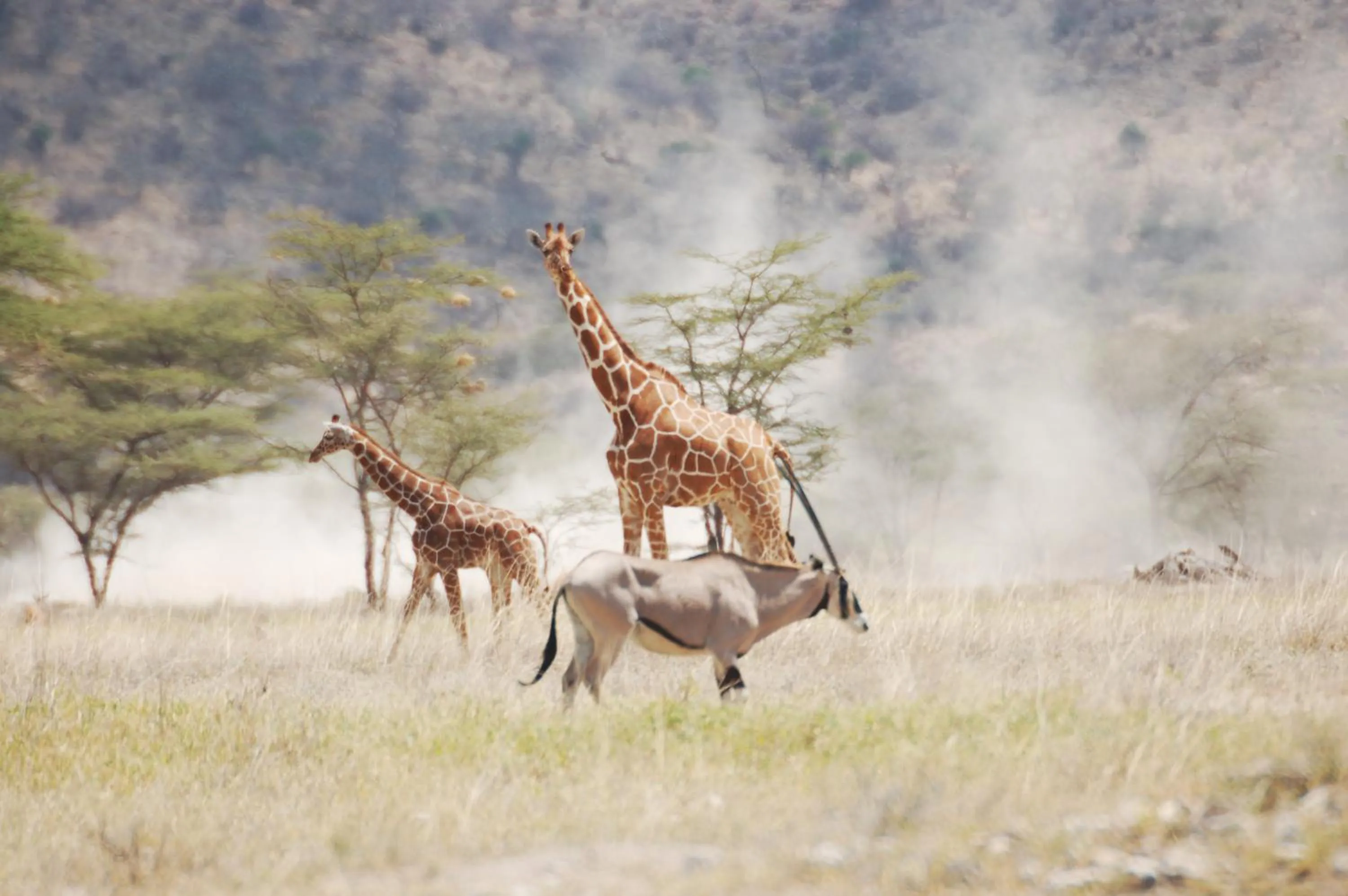 Animals in Samburu Intrepids Tented Camp