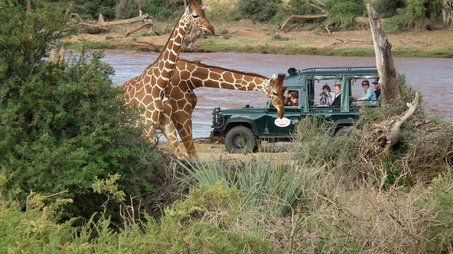 Animals in Samburu Intrepids Tented Camp