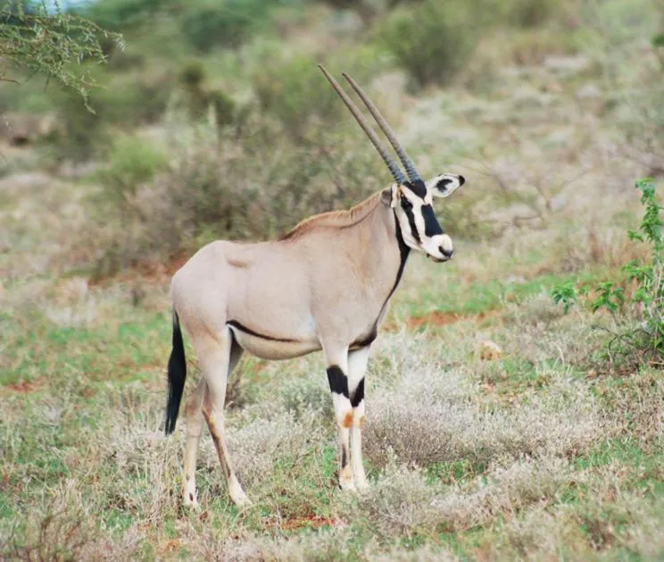 Animals in Samburu Intrepids Tented Camp