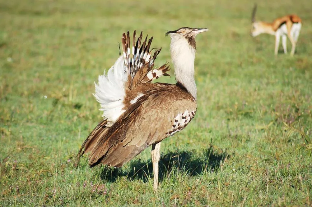 Animals in Samburu Intrepids Tented Camp