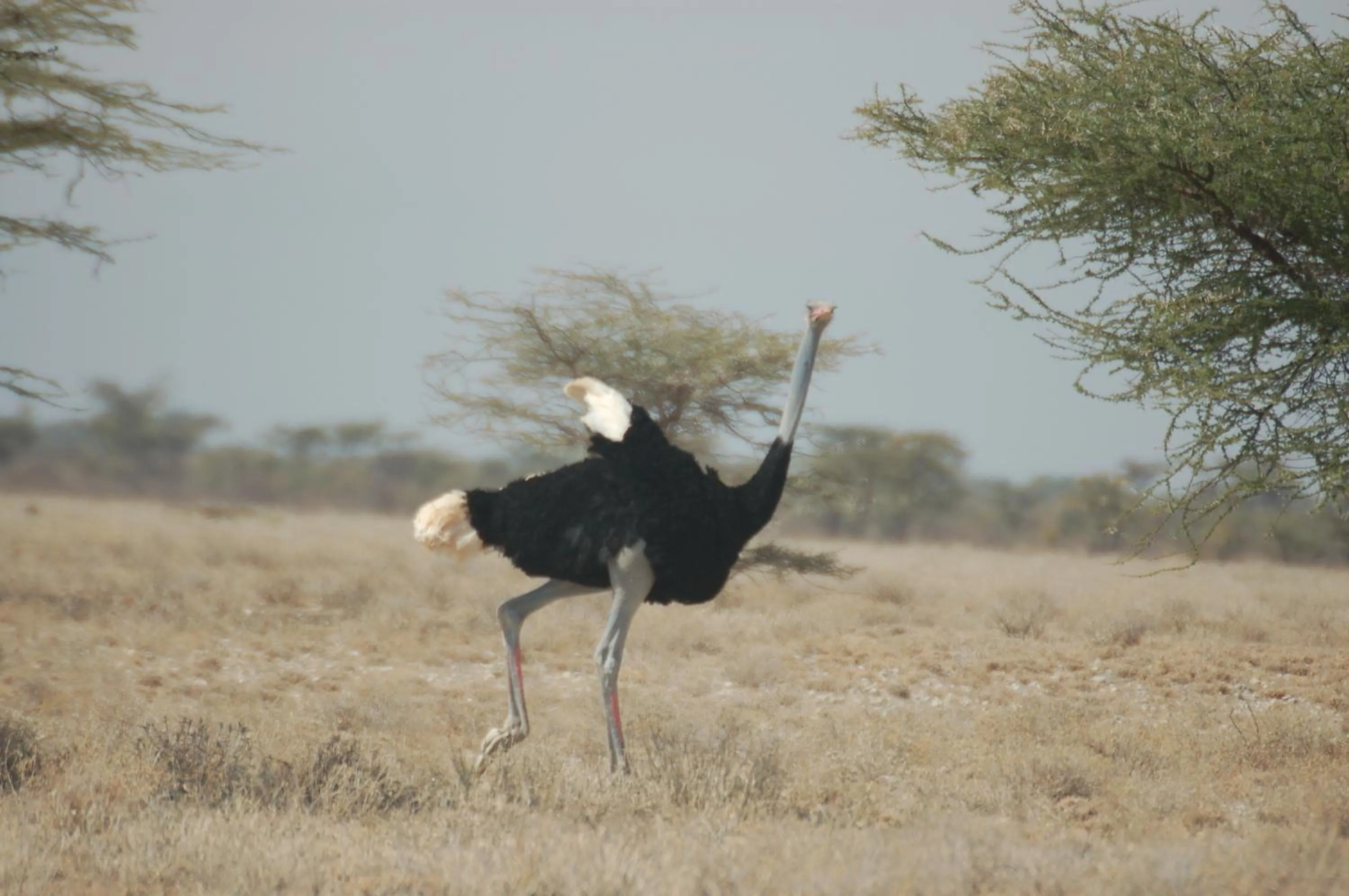 Animals in Samburu Intrepids Tented Camp