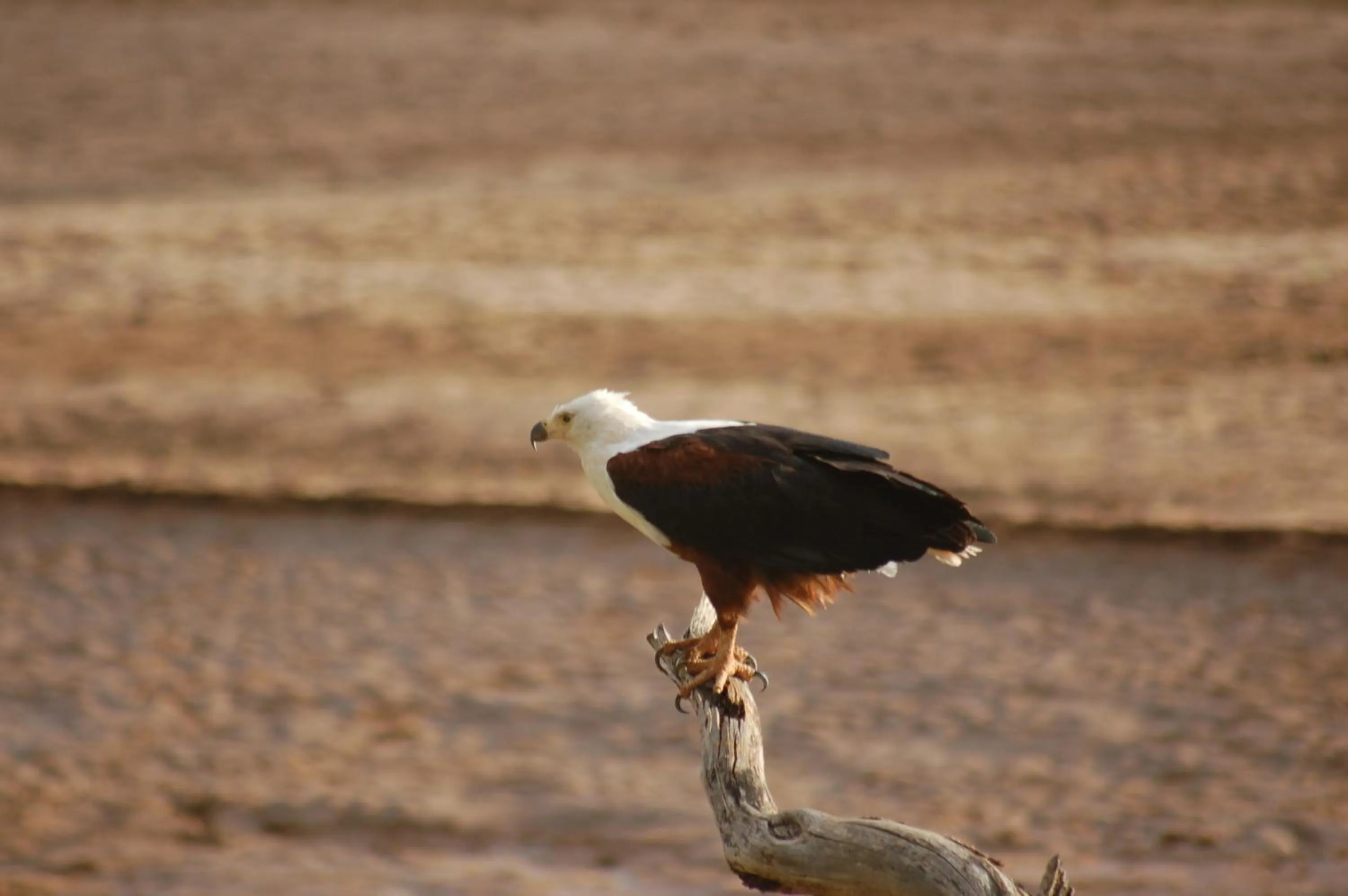 Animals in Samburu Intrepids Tented Camp