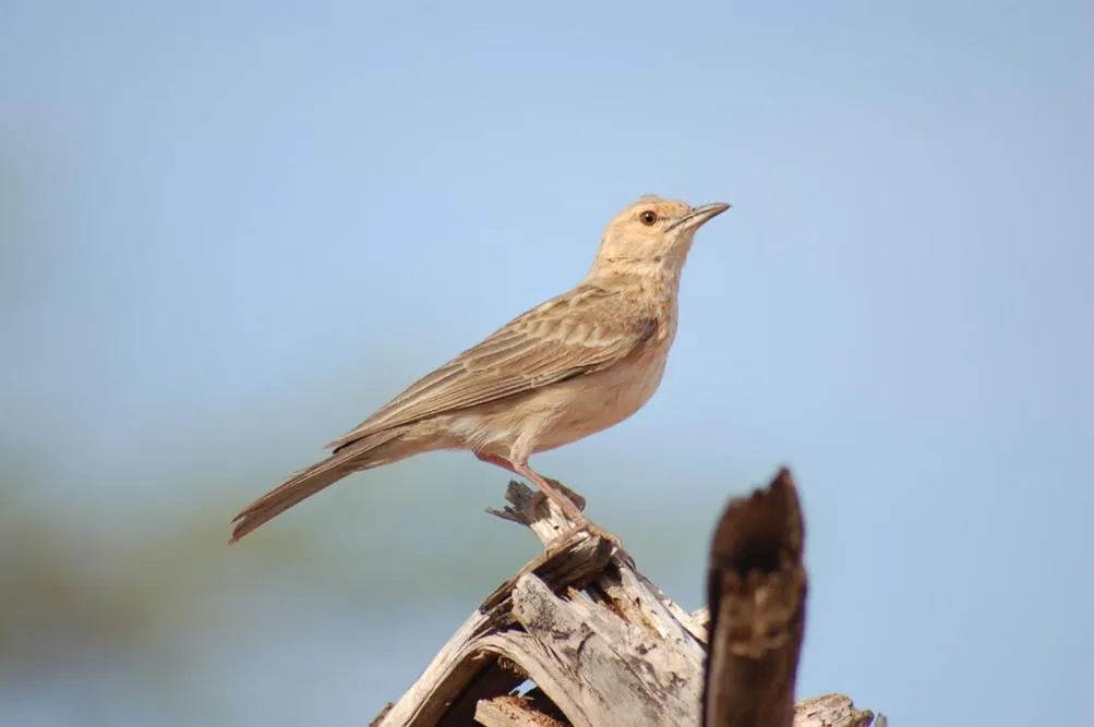 Animals in Samburu Intrepids Tented Camp