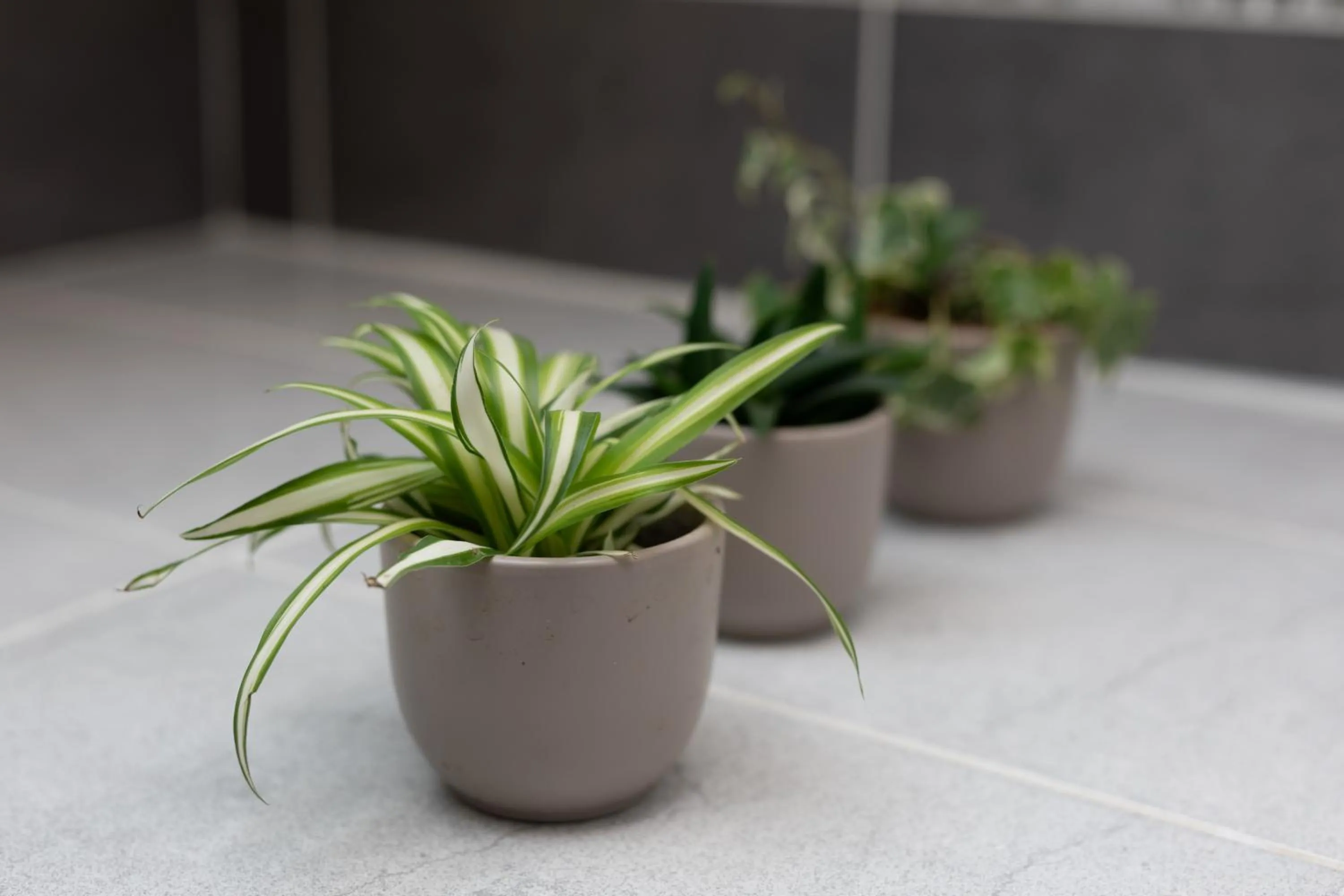 Logis-Hôtel & Restaurant LE CARNOT