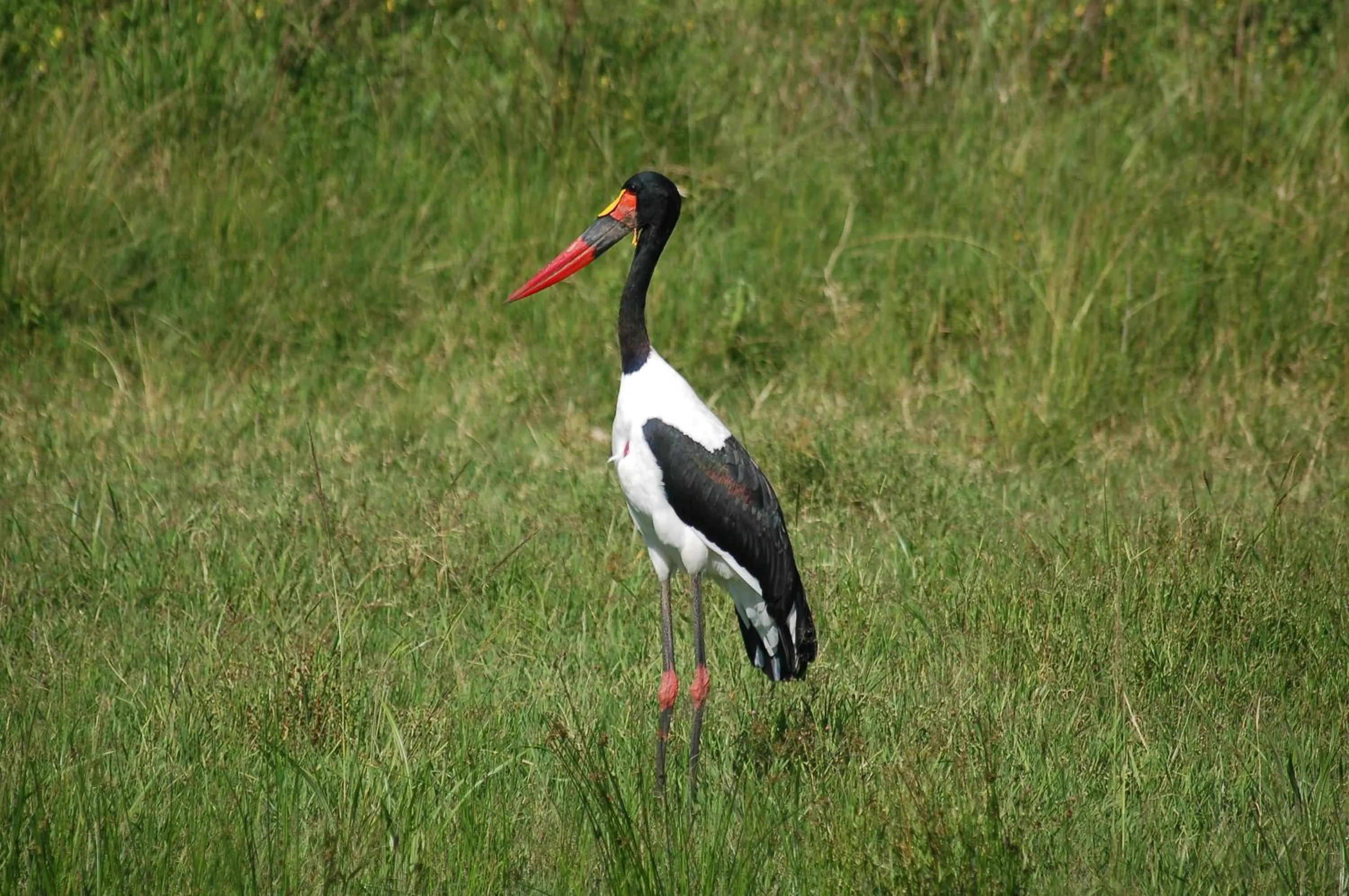 Animals in Mara Intrepids Tented Camp