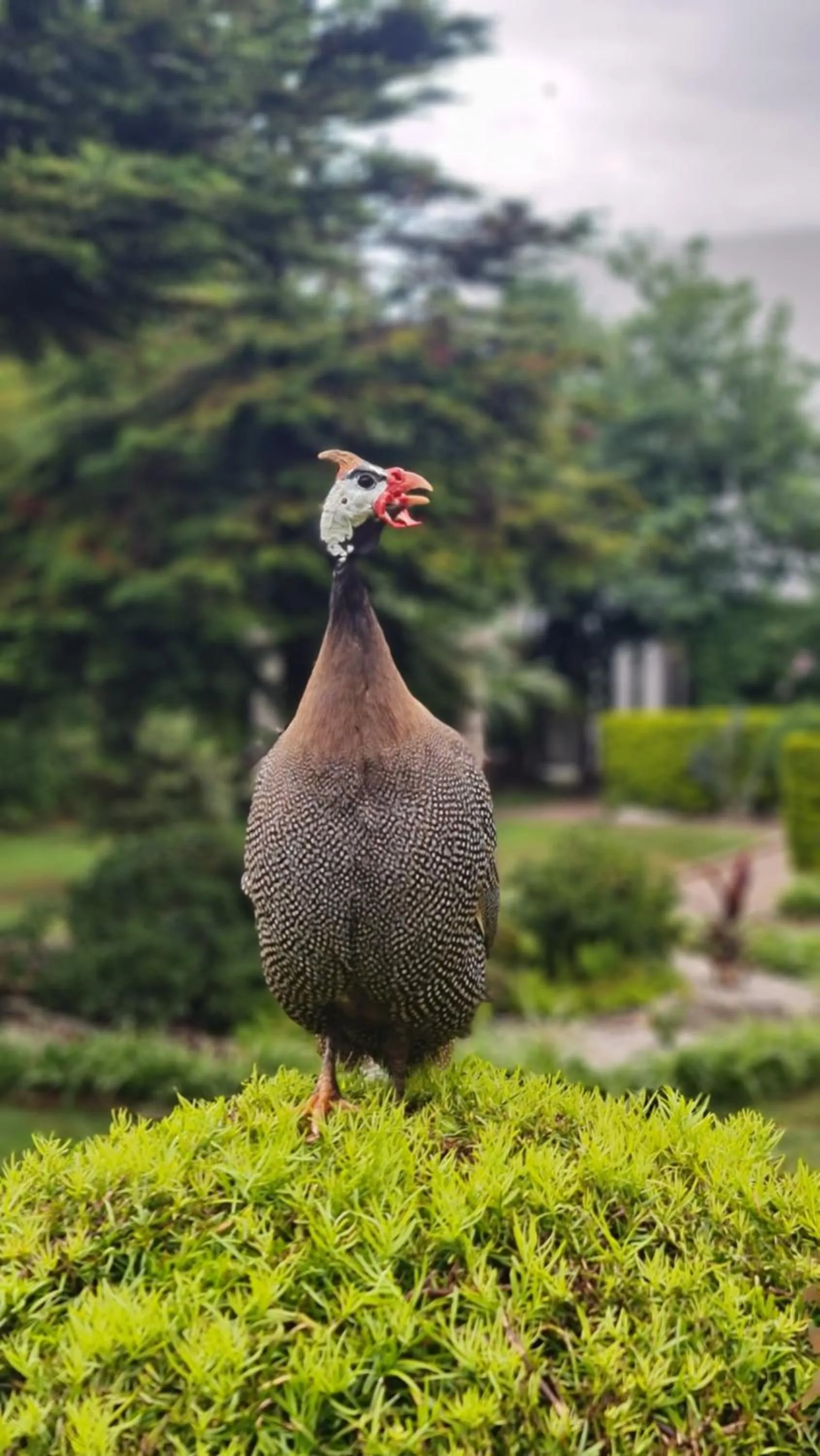 Animals in Ikopa Hôtel Madagascar