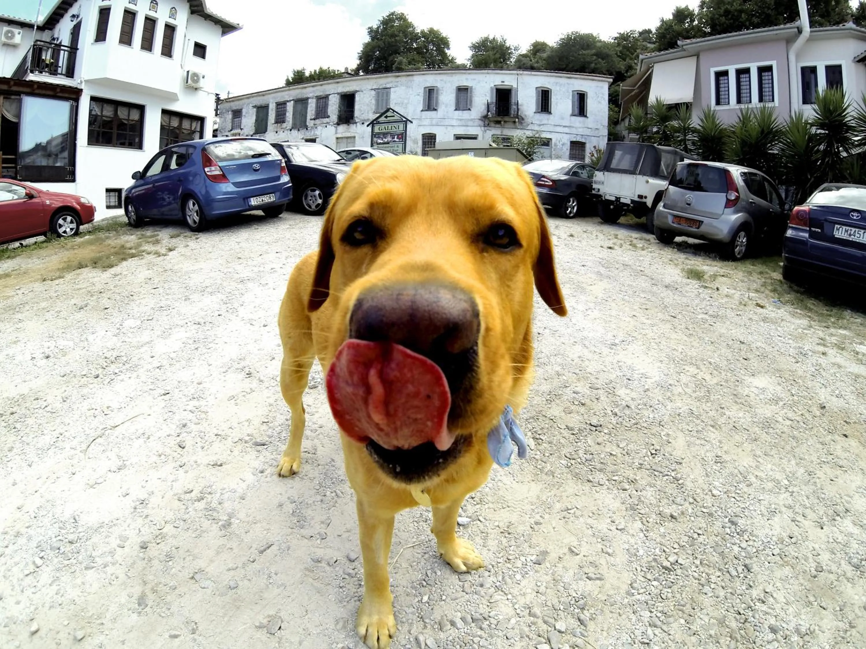 Pets in Boutique Hotel Kentrikon & Bungalows