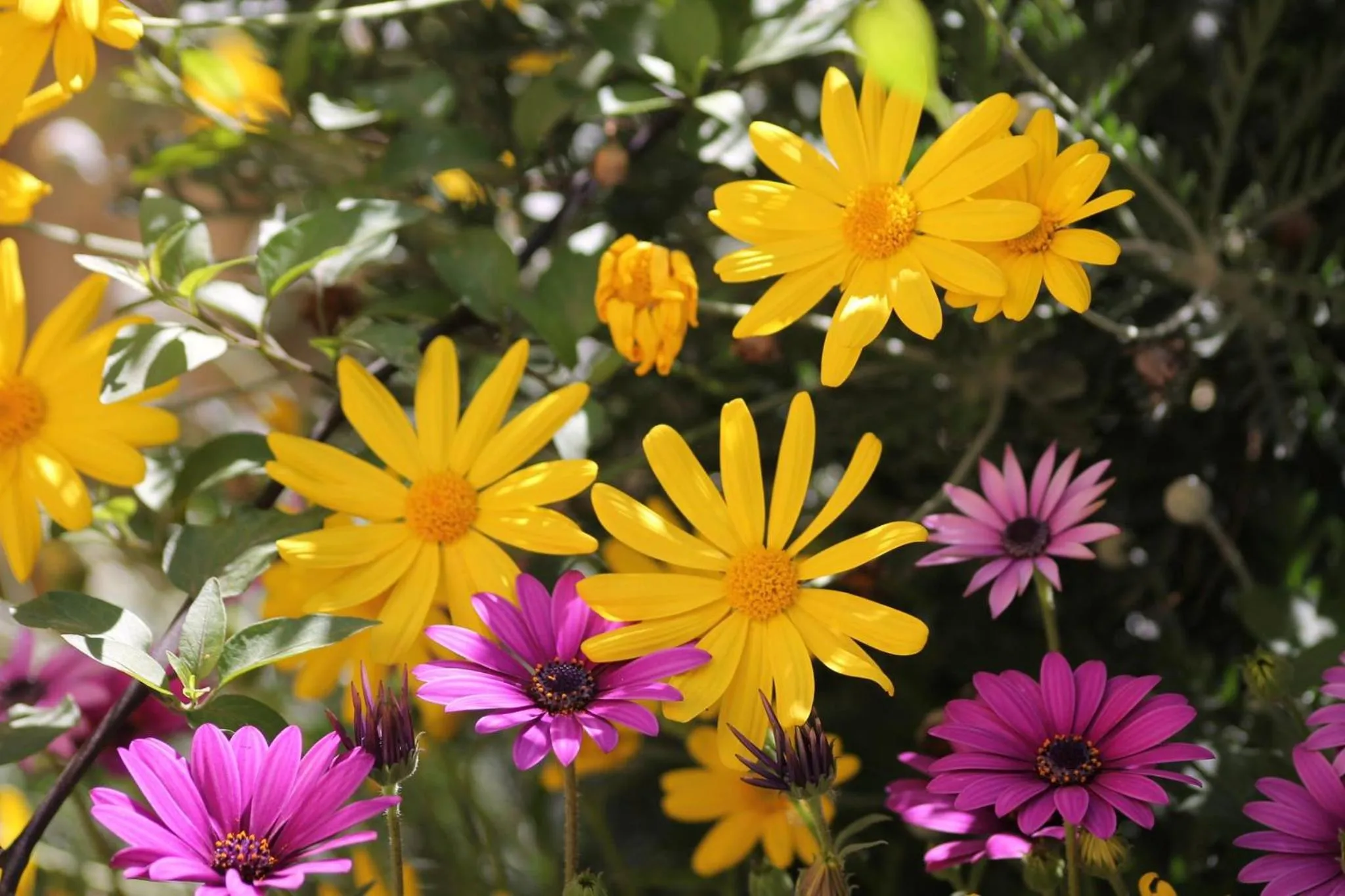 Garden in Casa Munay