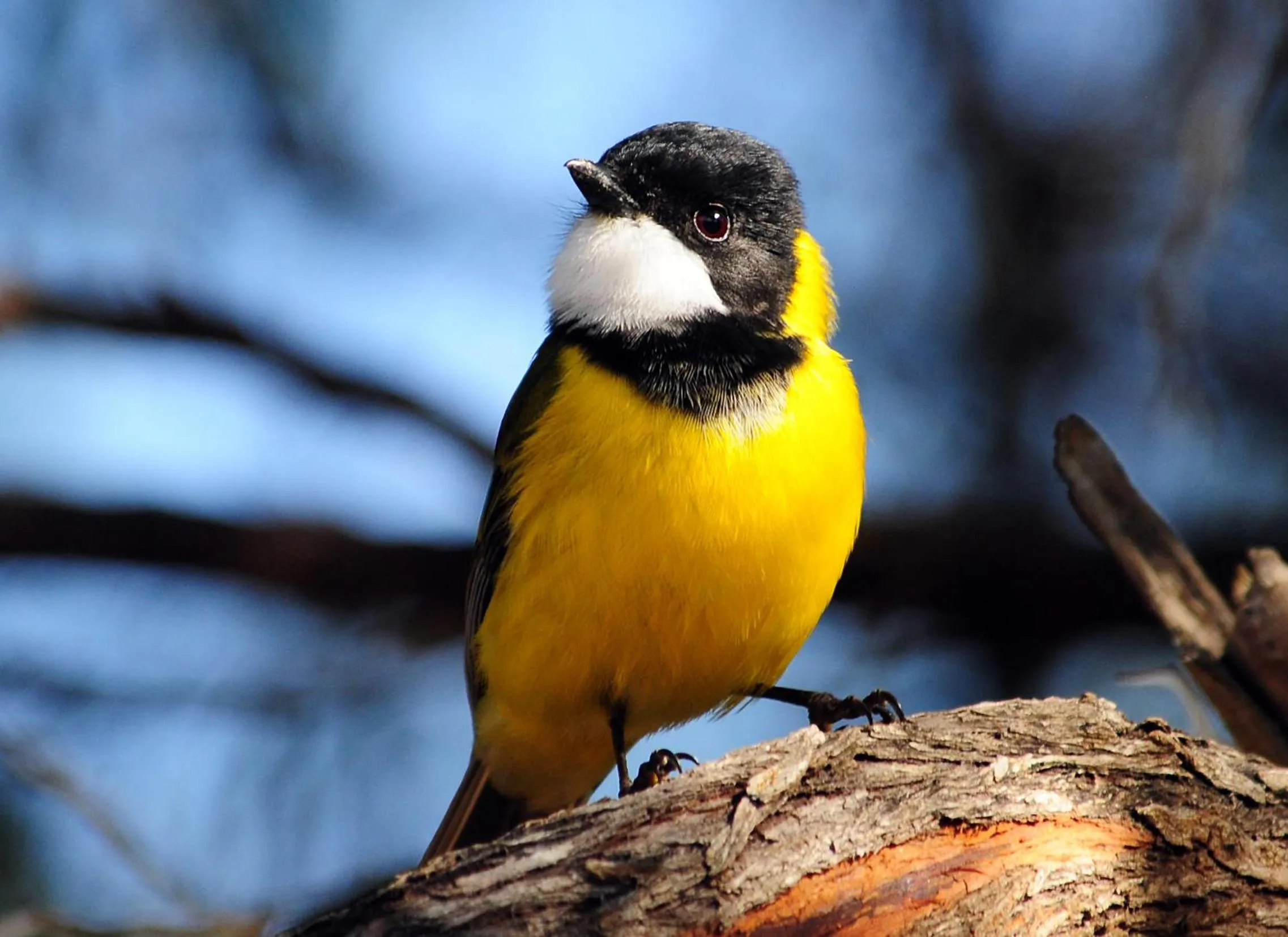 Animals in Mallacoota's Shady Gully Caravan Park