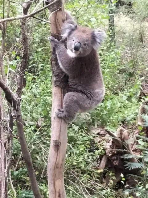 Natural landscape in Mallacoota's Shady Gully Caravan Park