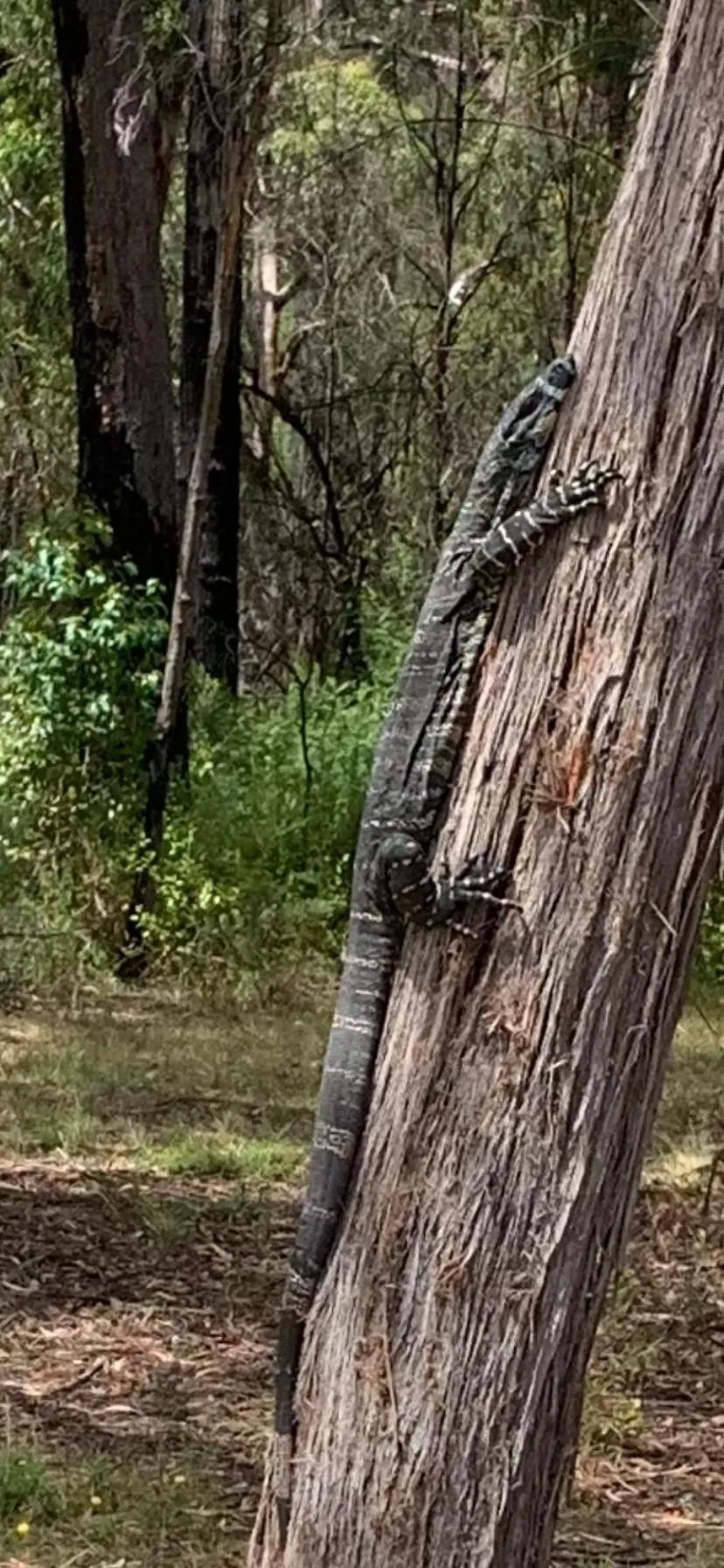 Natural landscape in Mallacoota's Shady Gully Caravan Park