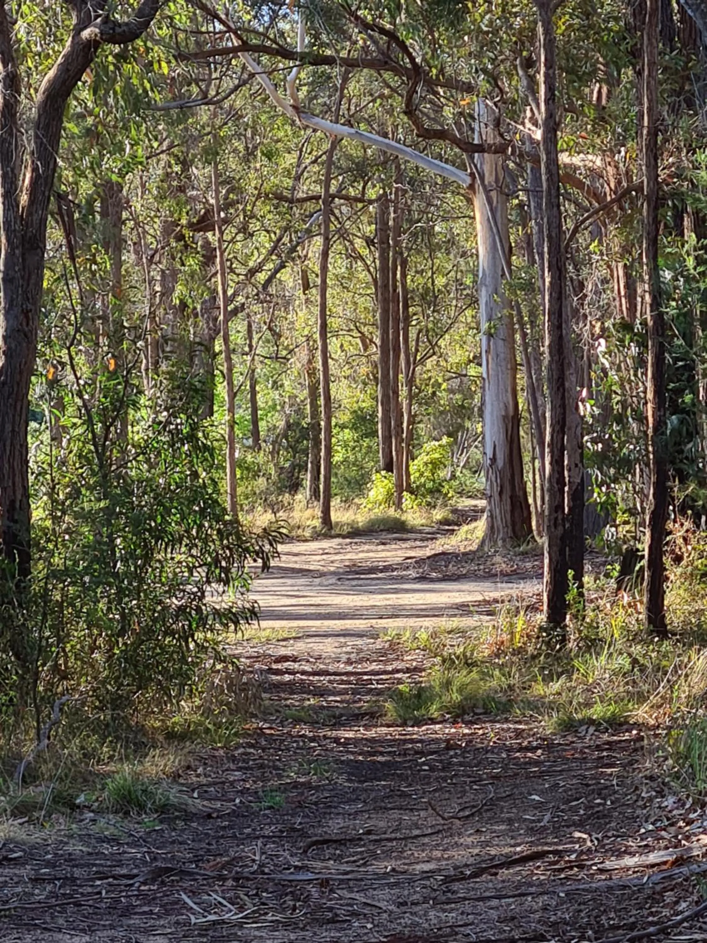 Natural landscape in Mallacoota's Shady Gully Caravan Park
