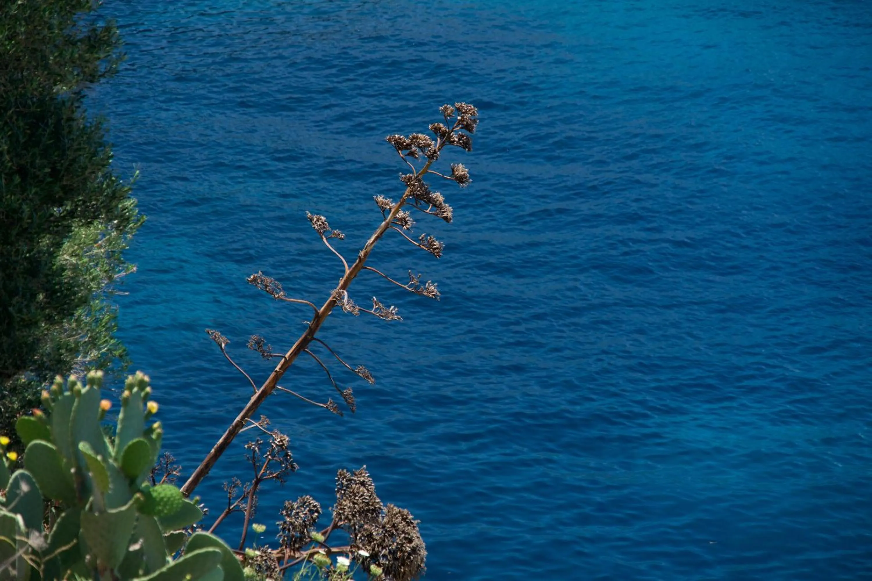Natural landscape in Villa Apoplous with pool