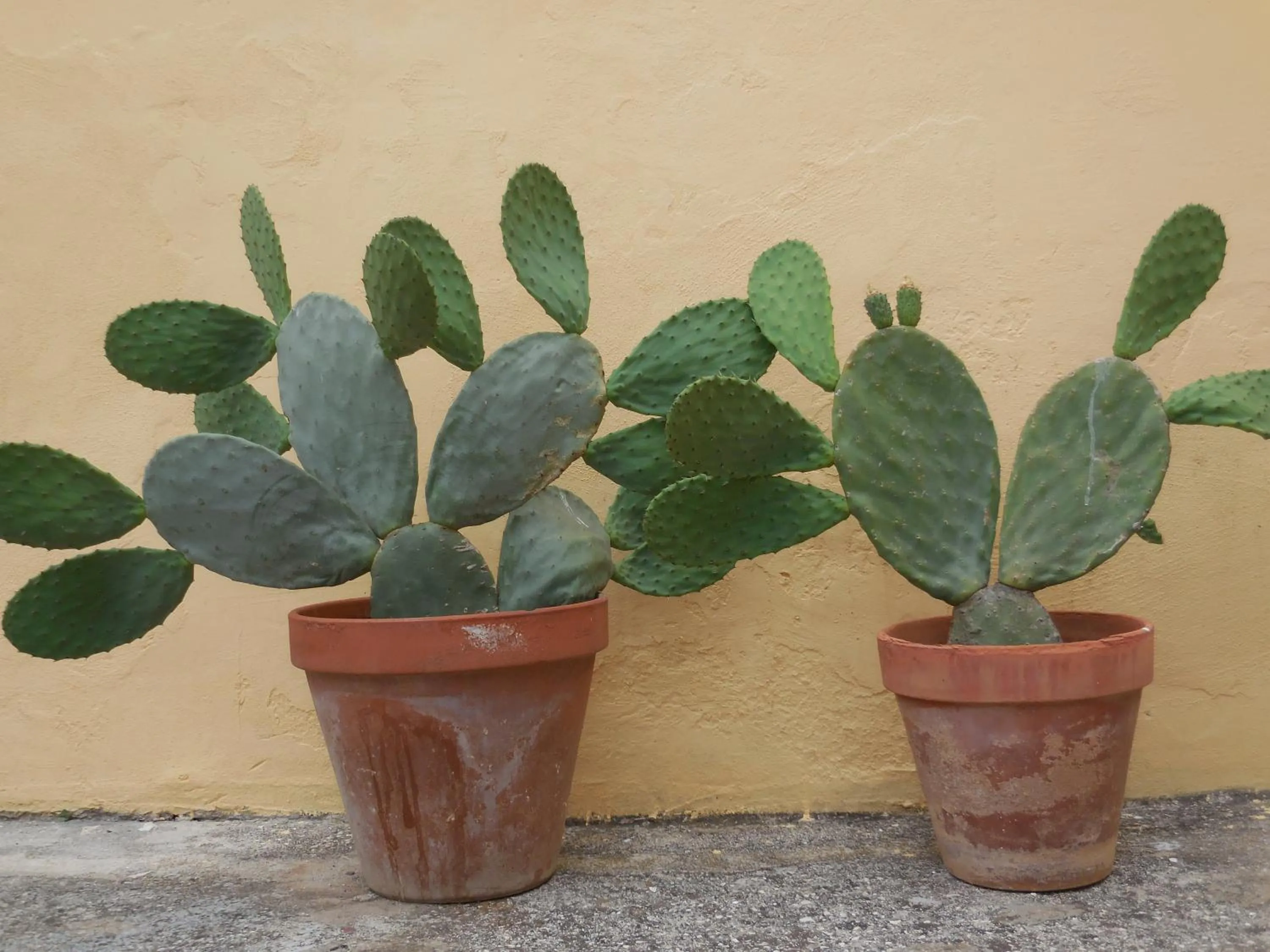 Decorative detail in Le Casette del Porto di Sciacca