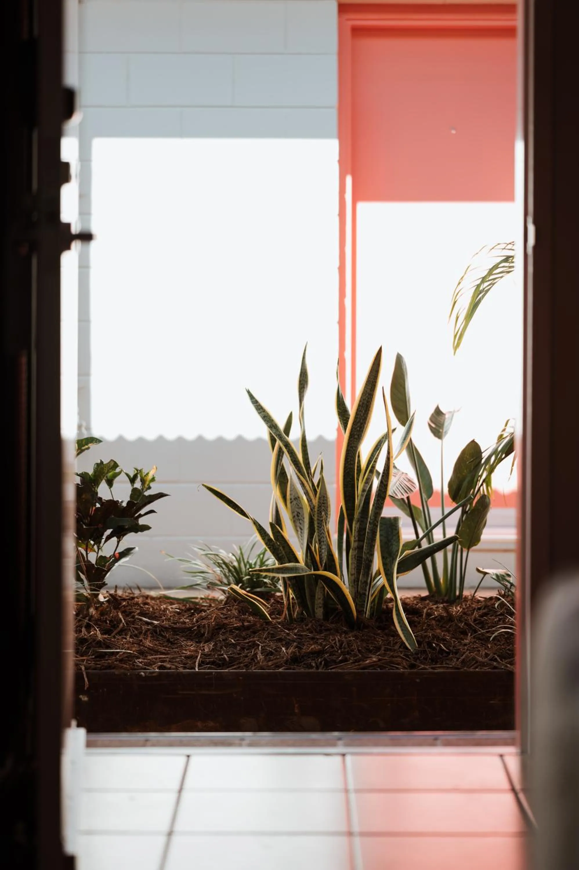 Garden in The Continental Hotel