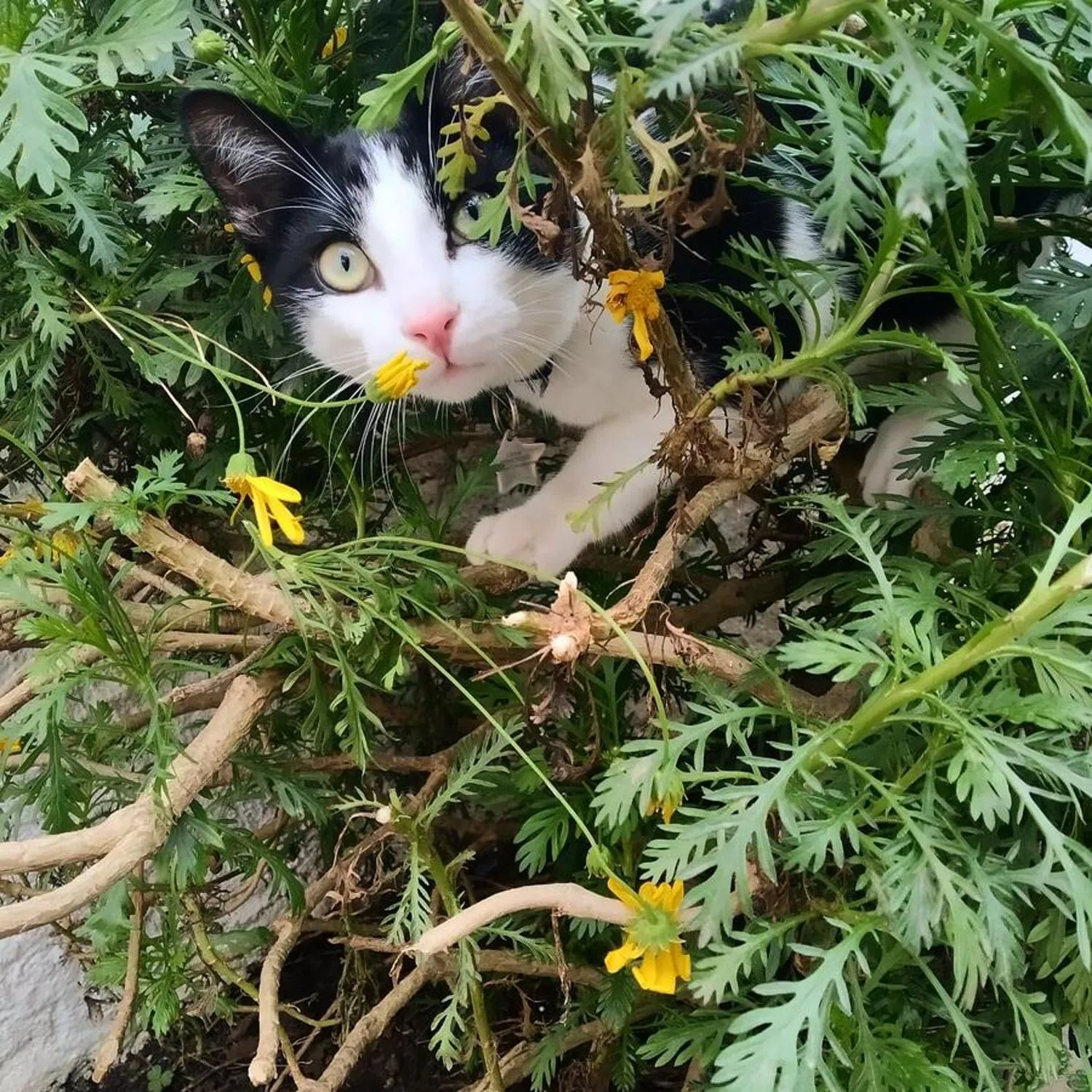 Pets in Can Cocollona