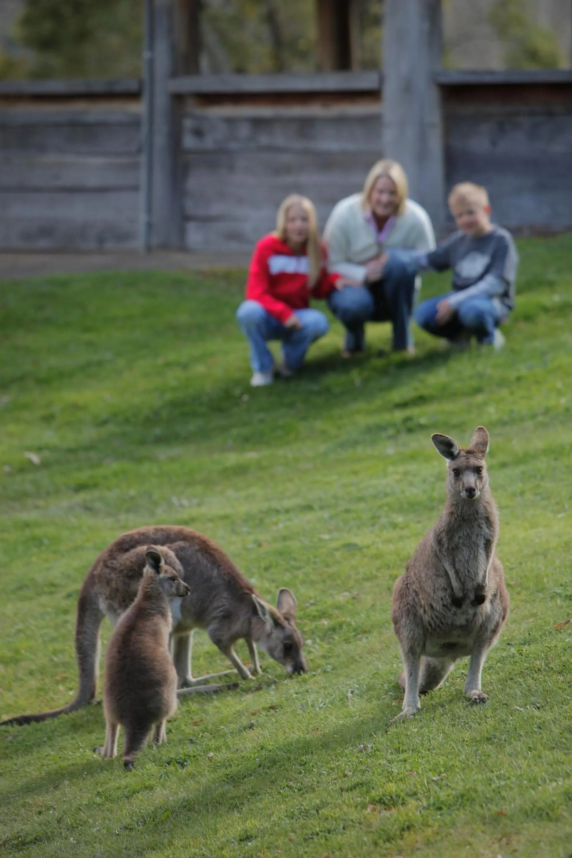 Animals in The Sebel Pinnacle Valley