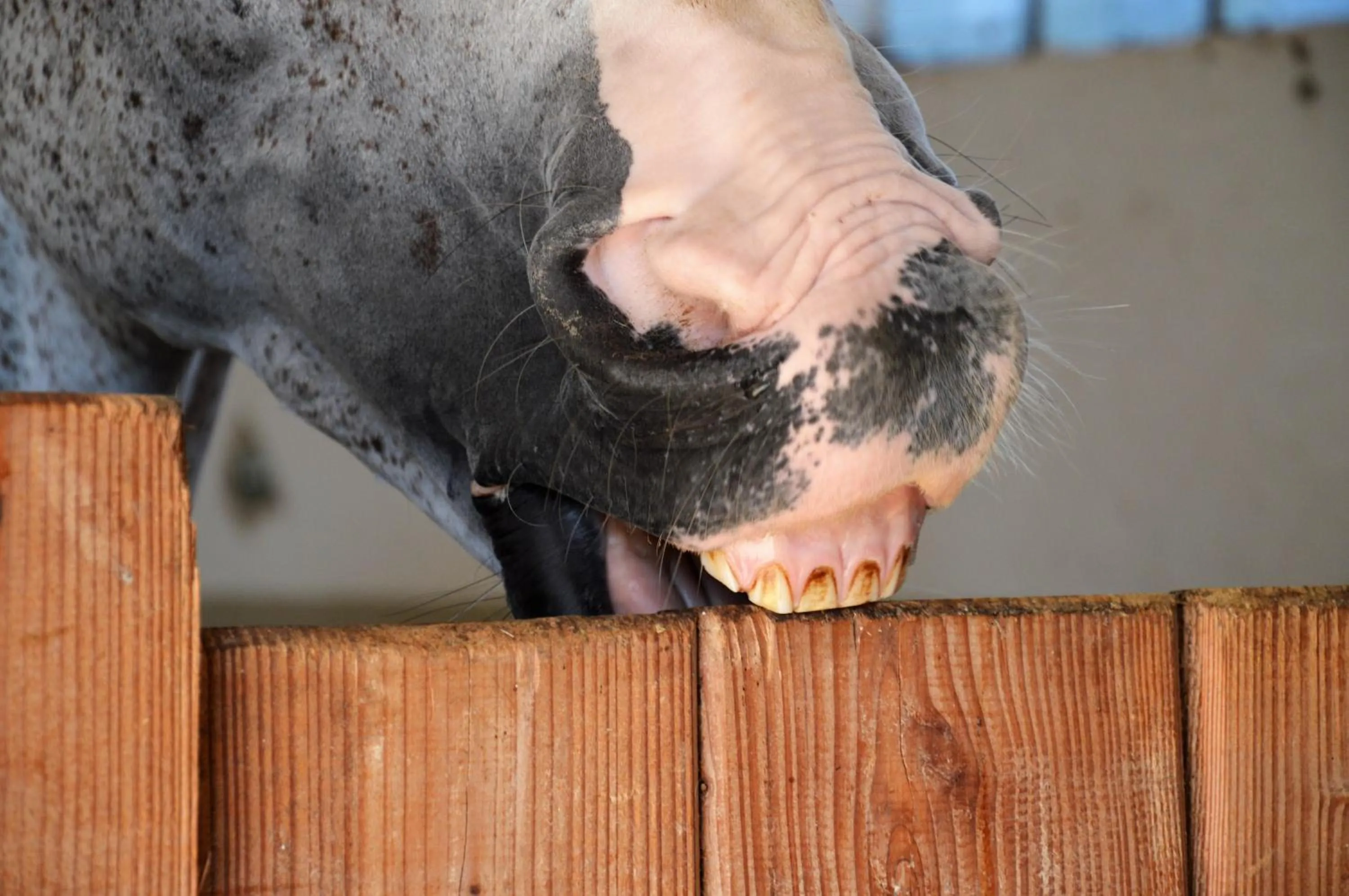 Horse-riding in Seehotel Gut Dürnhof
