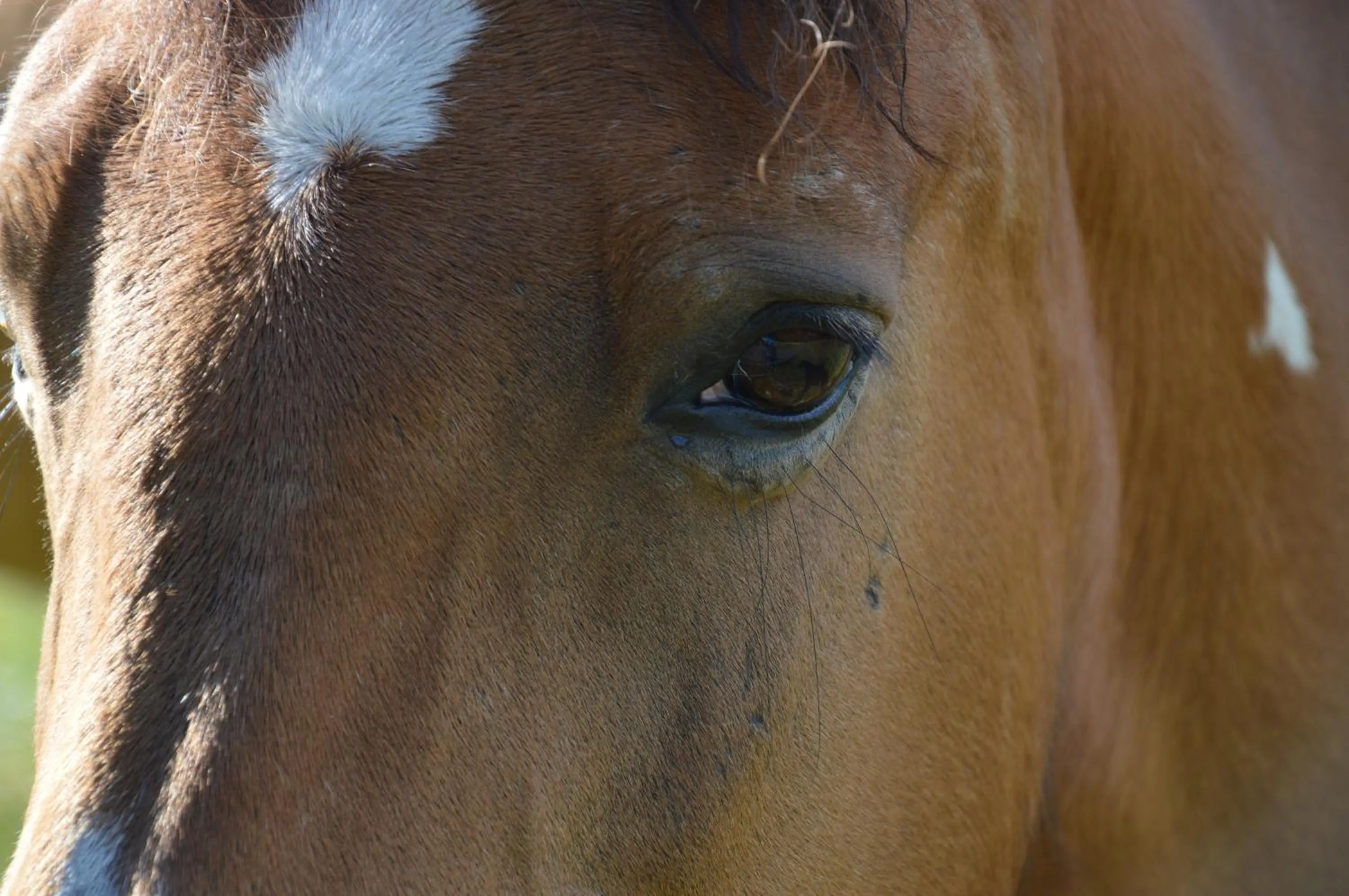 Horse-riding in Seehotel Gut Dürnhof