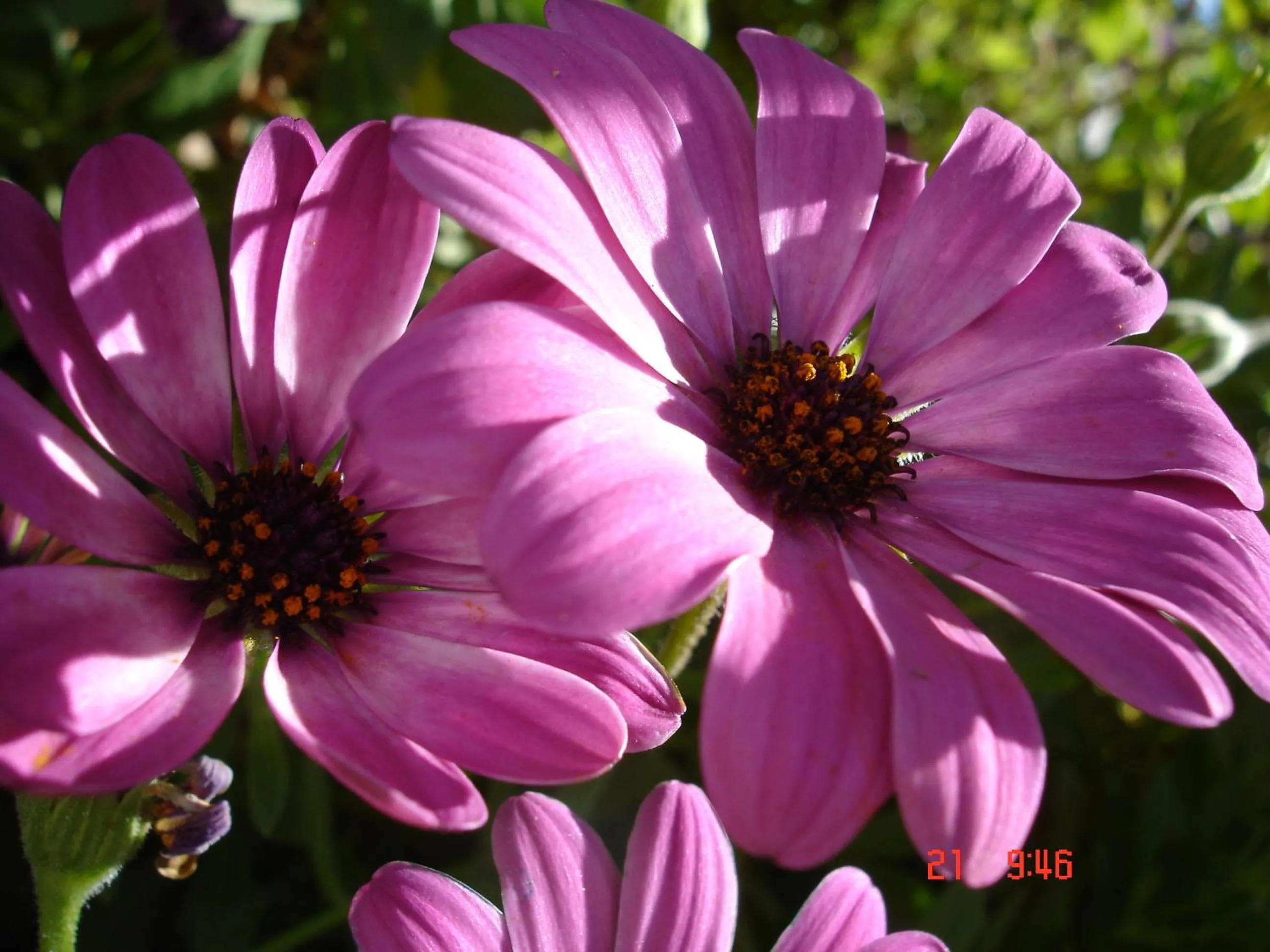 Garden in De Doornkraal Vinotel