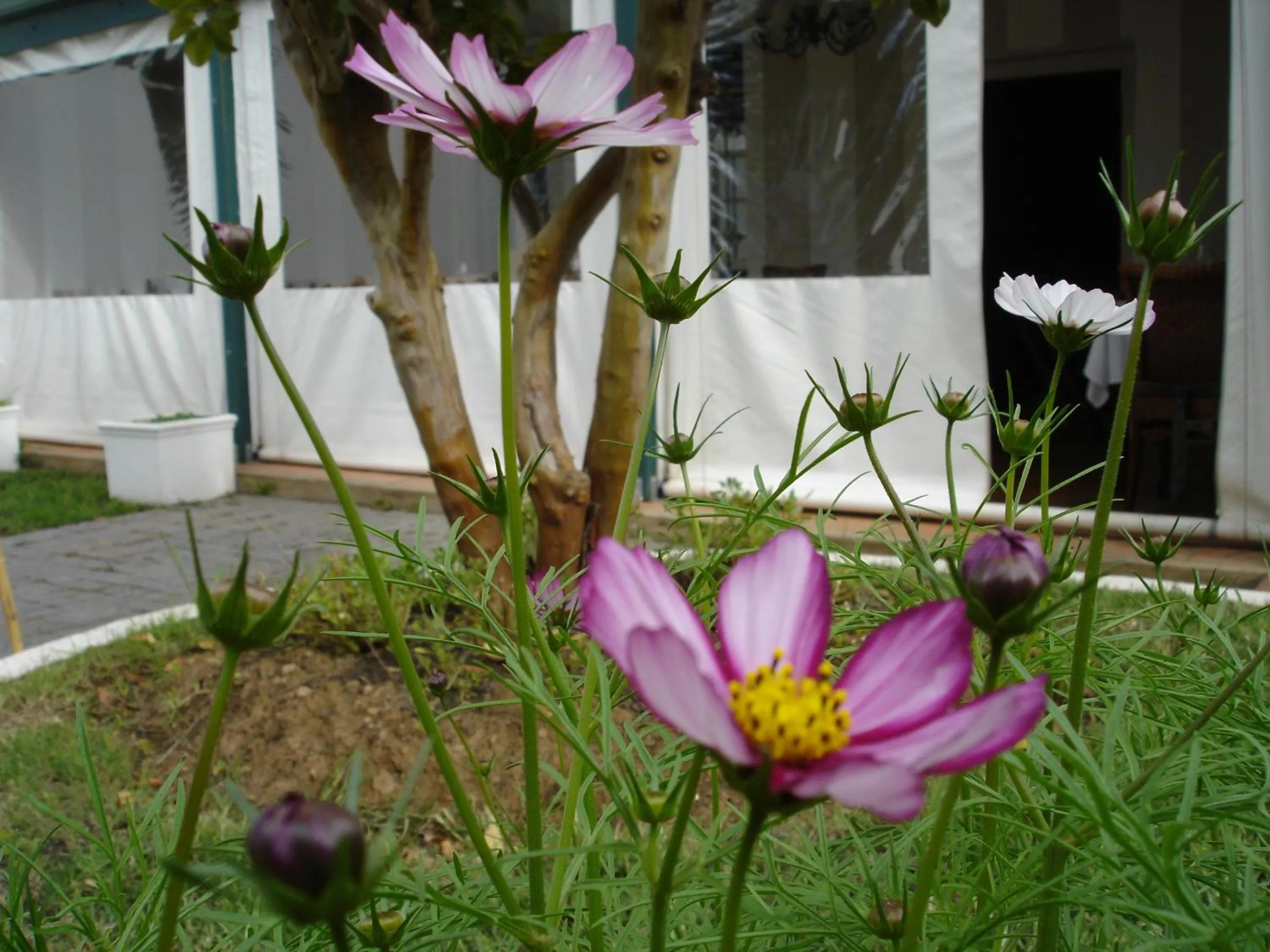 Garden in De Doornkraal Vinotel