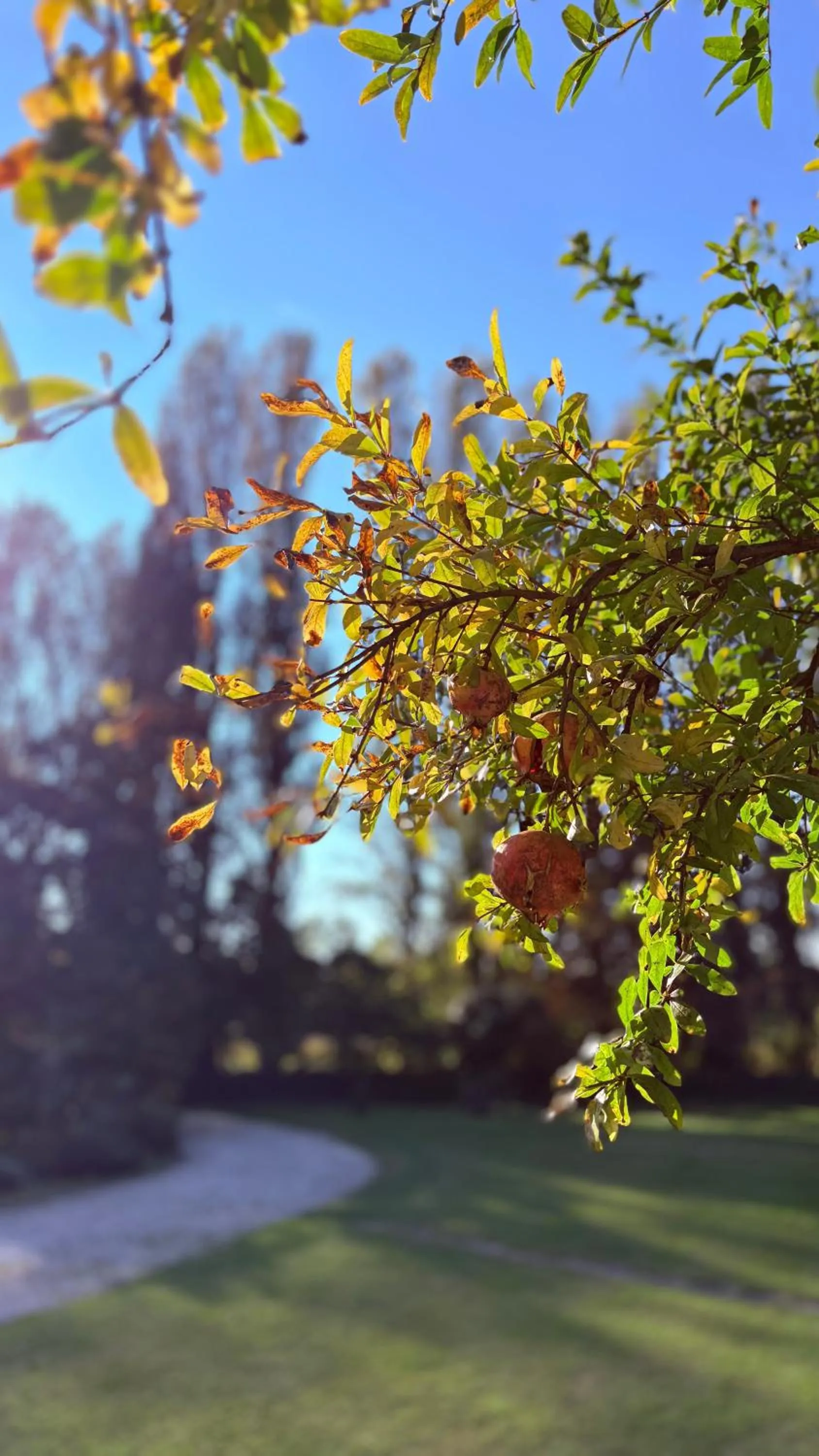Garden in B&B Villa Gradenigo