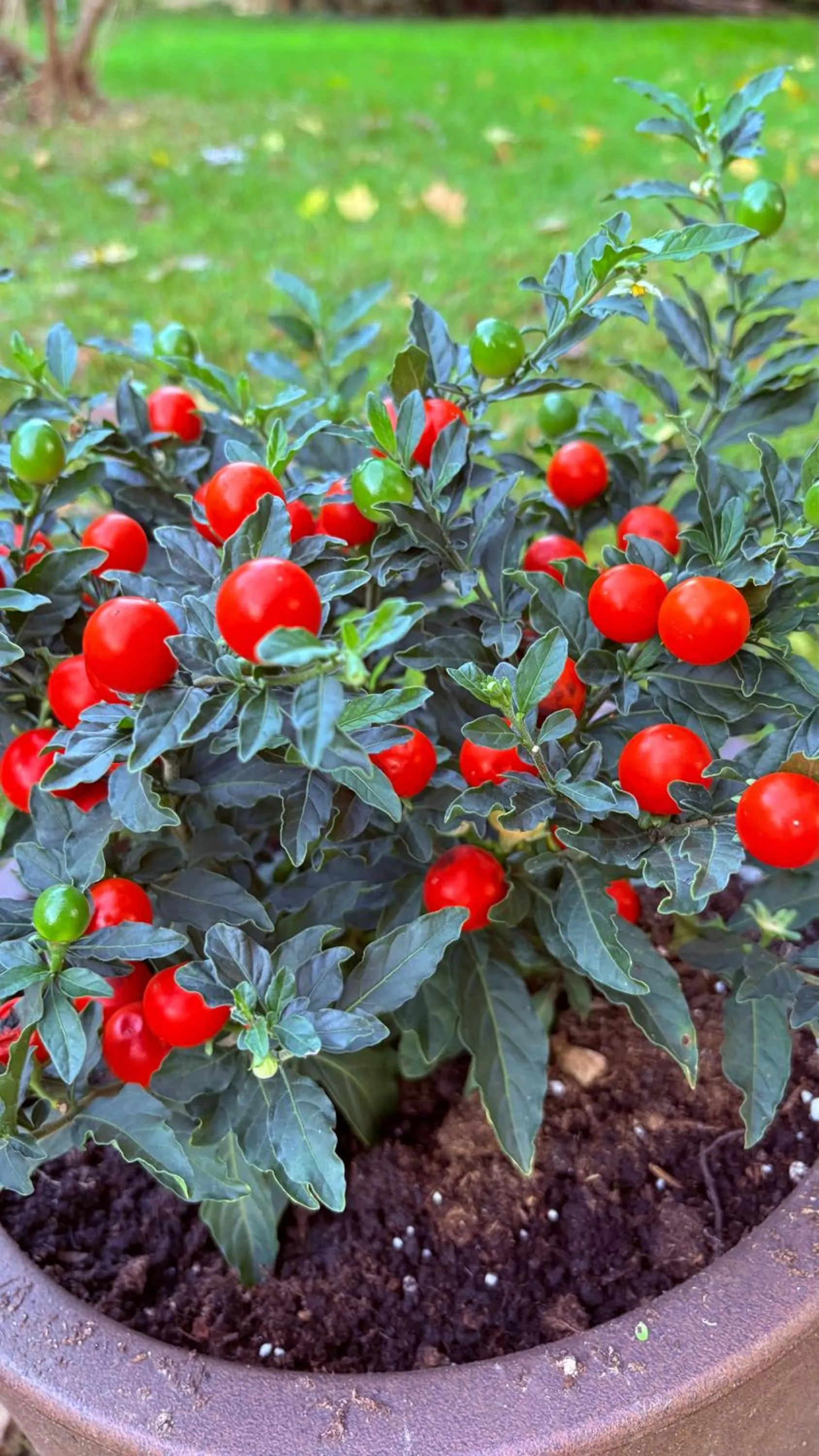 Garden in B&B Villa Gradenigo