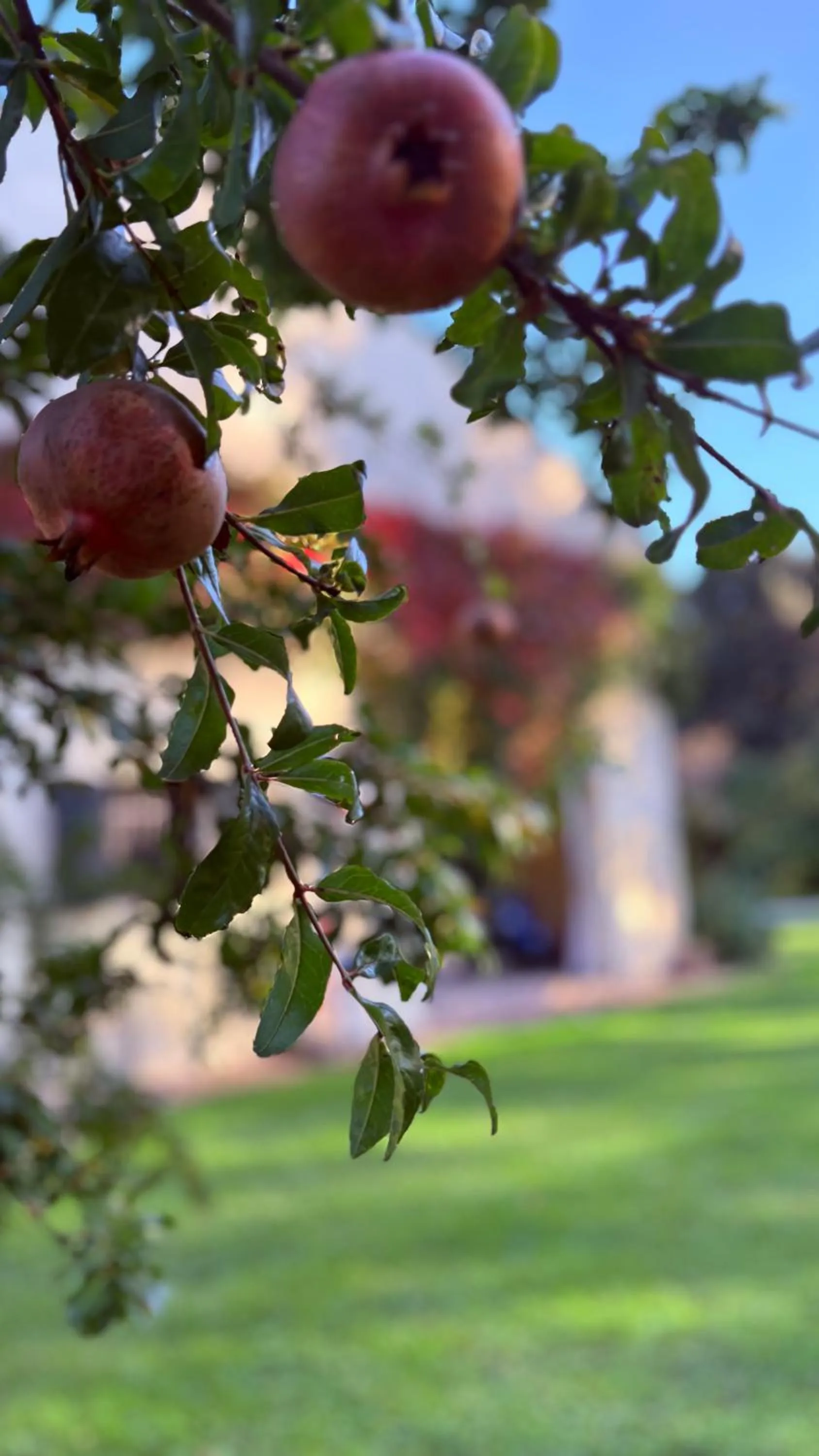 Garden in B&B Villa Gradenigo