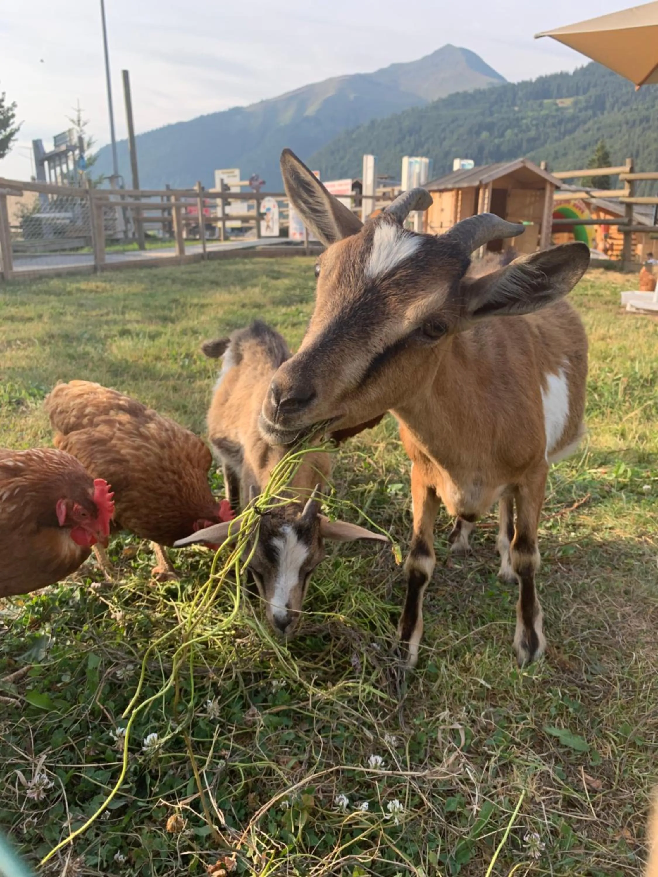 Animals, Other Animals in Hotel Le Tremplin