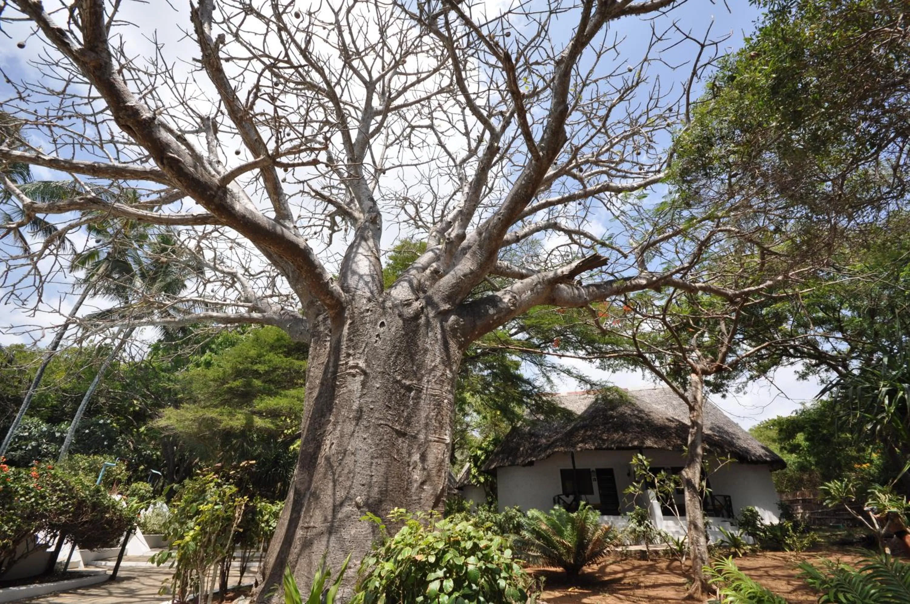Garden in Baobab Sea Lodge