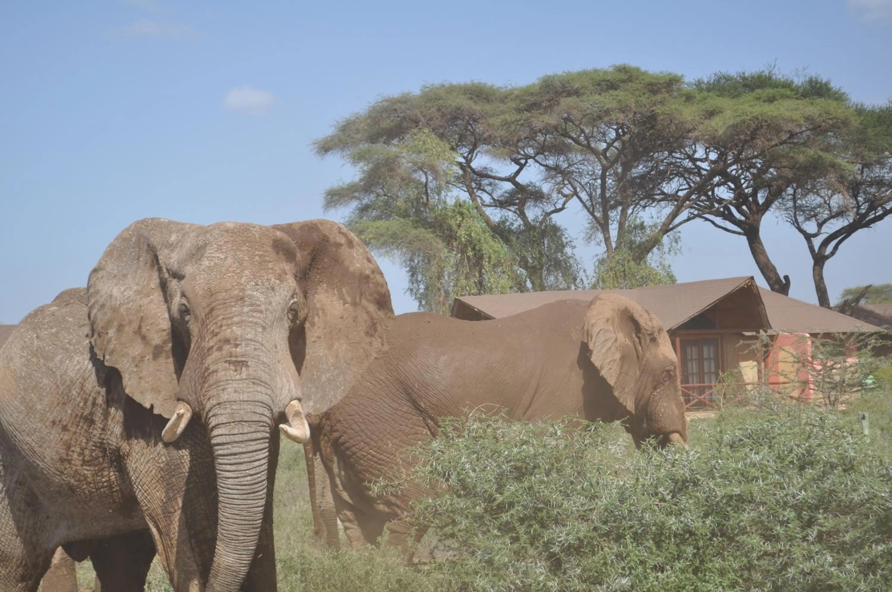 Animals in Kilima Safari Camp